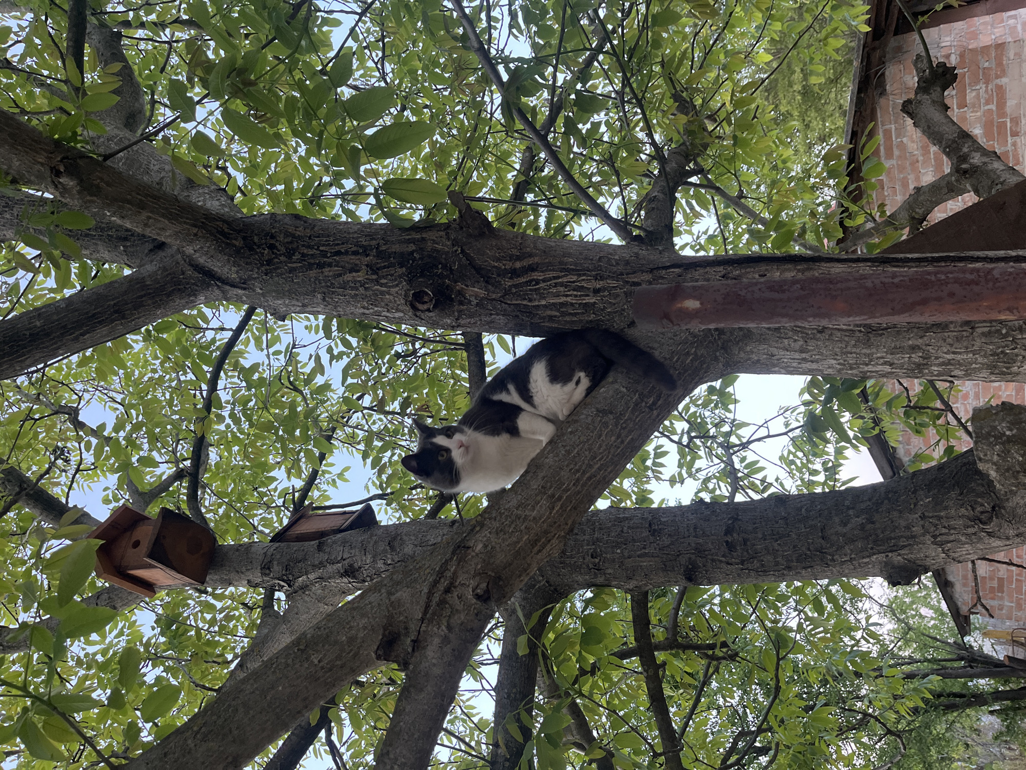 Cat rests in tree near birdhouse