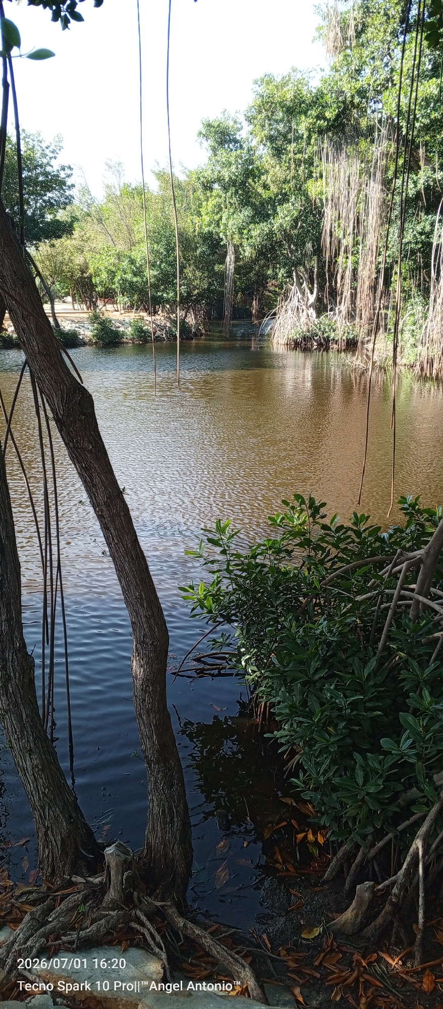 Mangroves, wildlife, and street scenes from Pedro González