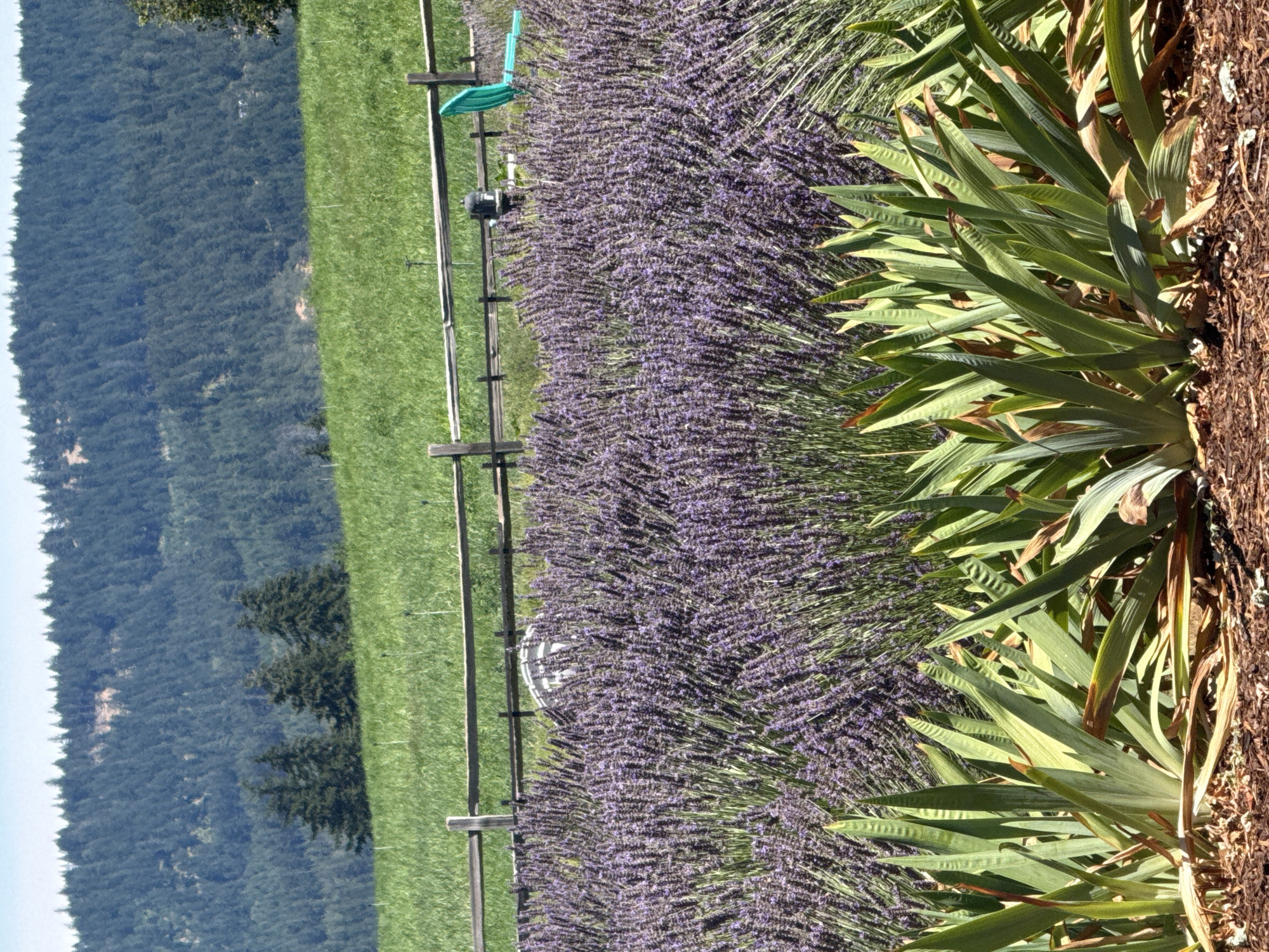 Lavender fields and vineyard rows beneath Mount Hood