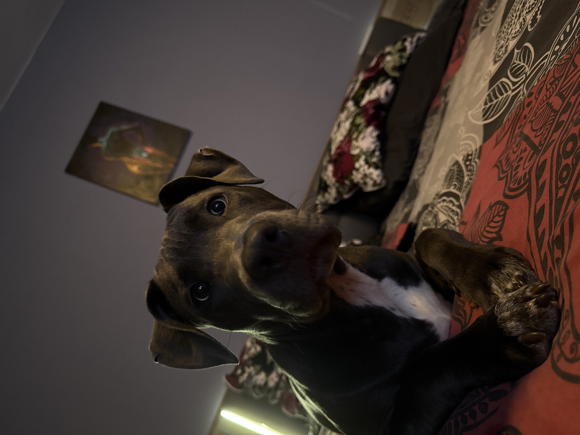 Hat-wearing dog rests on patterned bed in Varna home