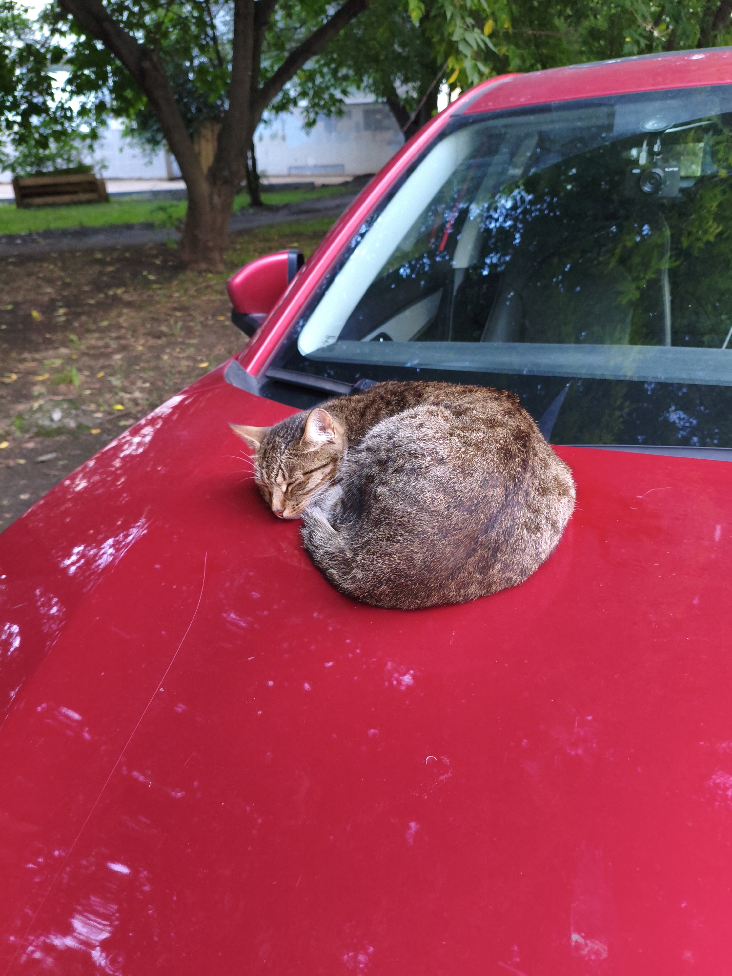 Tabby cat naps on a red car hood in the sun