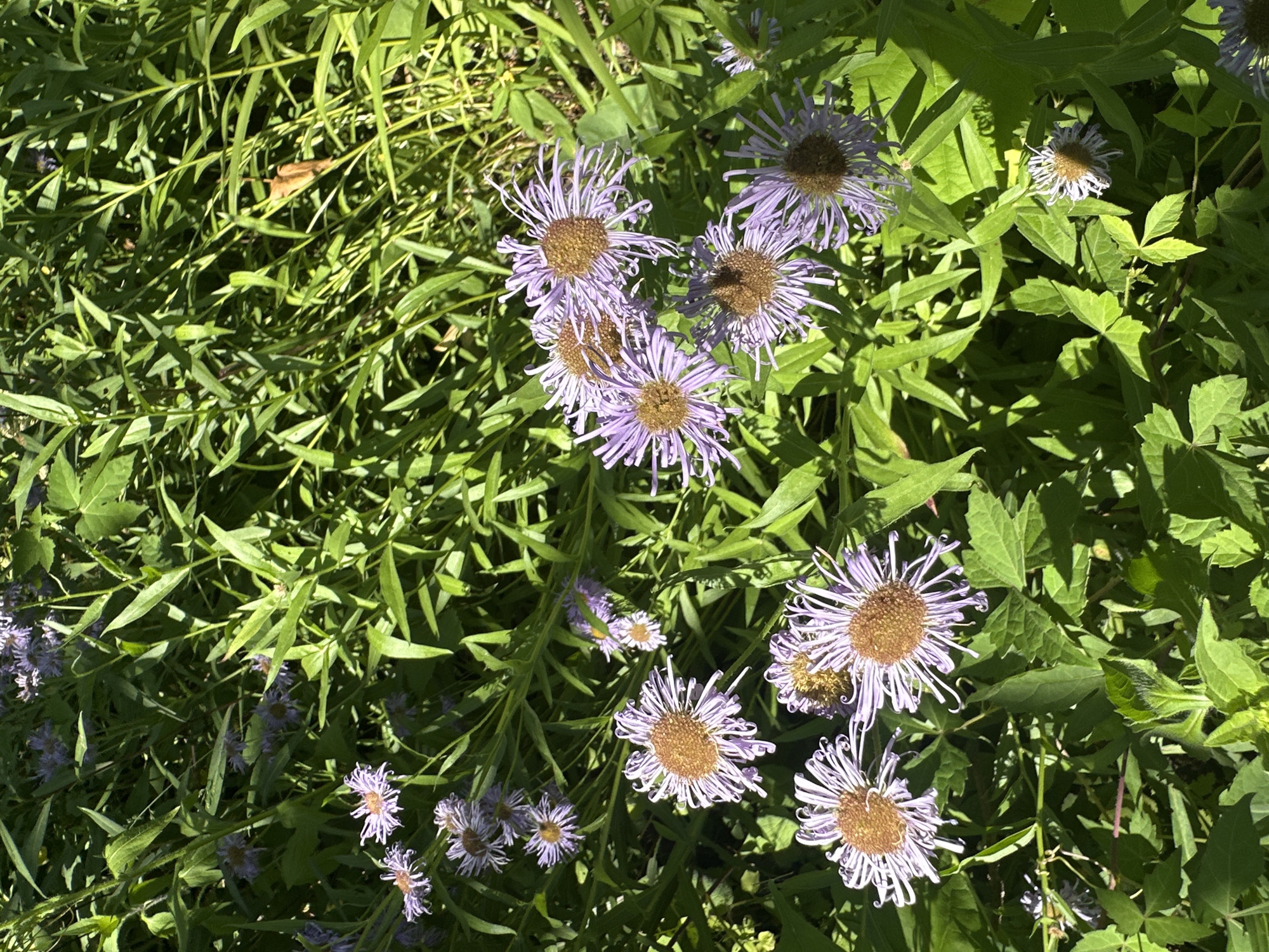 Slow morning walk through a flower-filled Odesa park