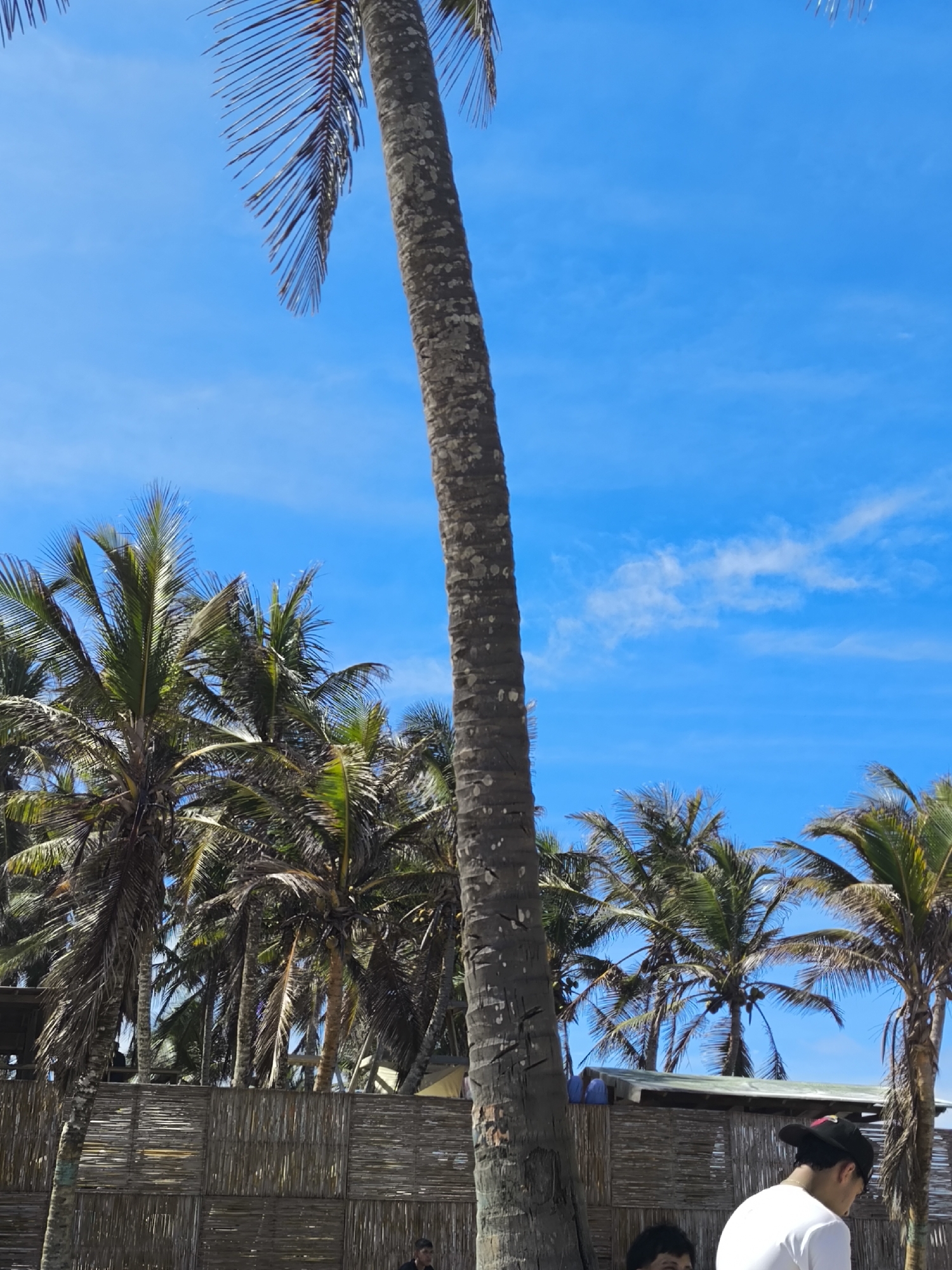 Palm trees photographed at Playa Parguito beach Venezuela
