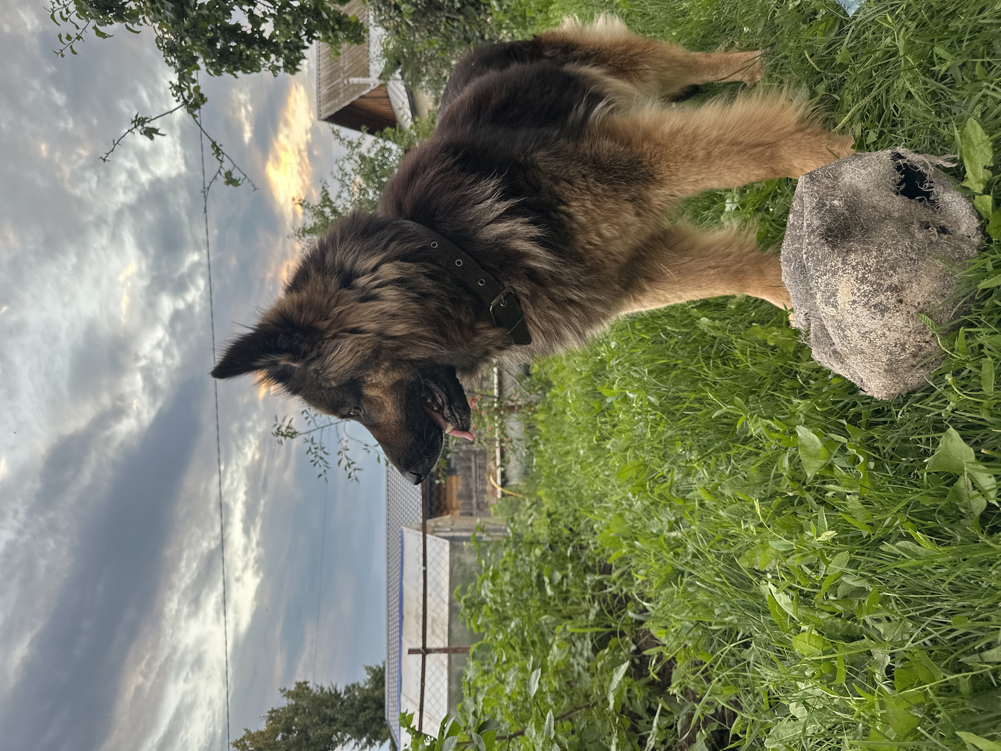 German Shepherd afternoon in a Chaikovsky backyard at sunset