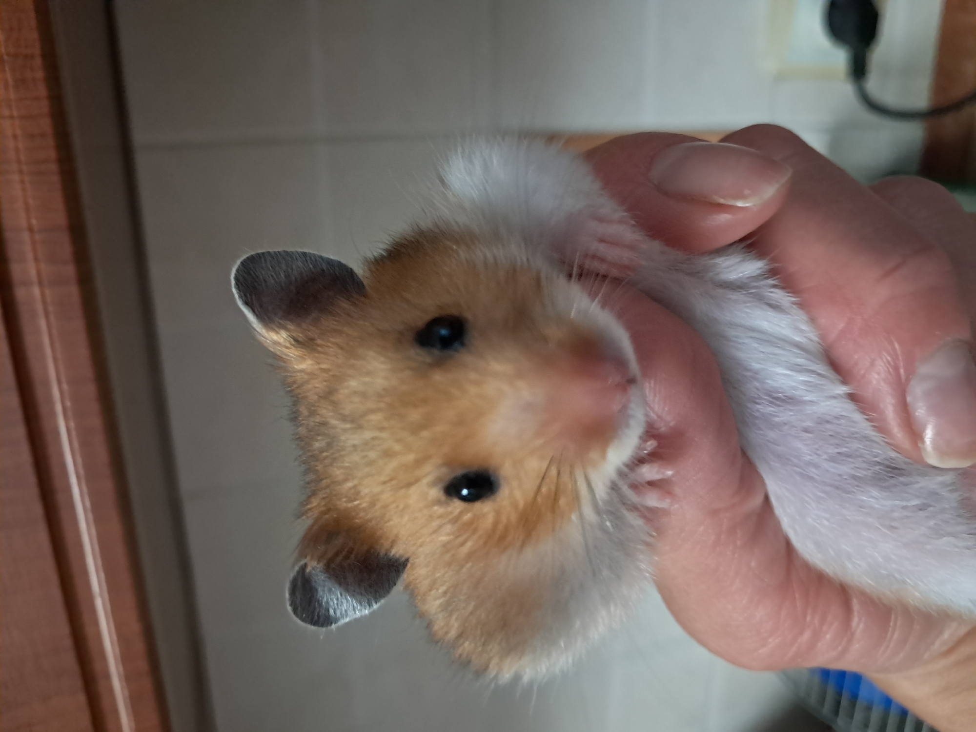 Syrian hamster snacks on blueberries in Ternopil