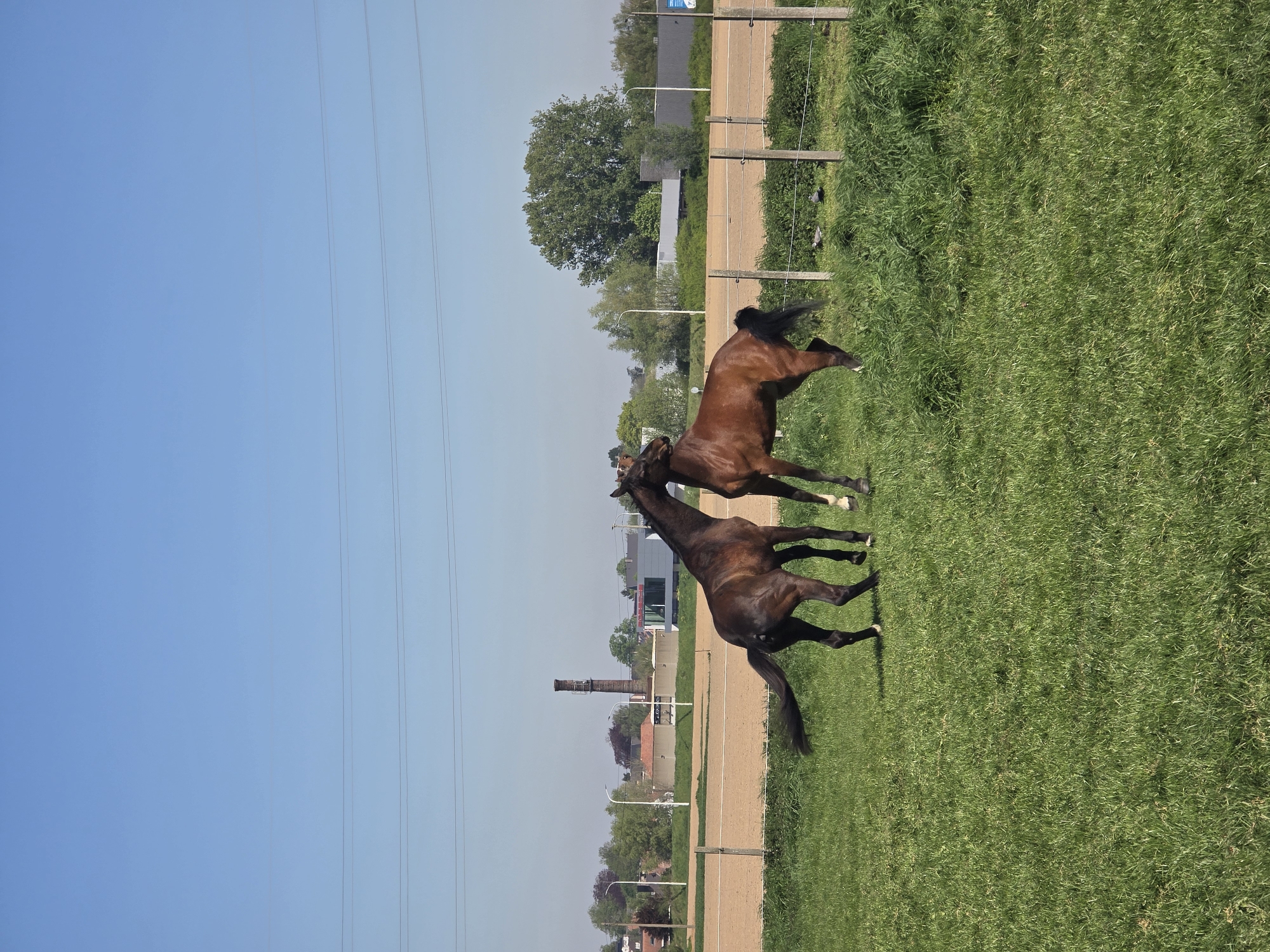Horses interact in field, spotted on road in Estaimpuis