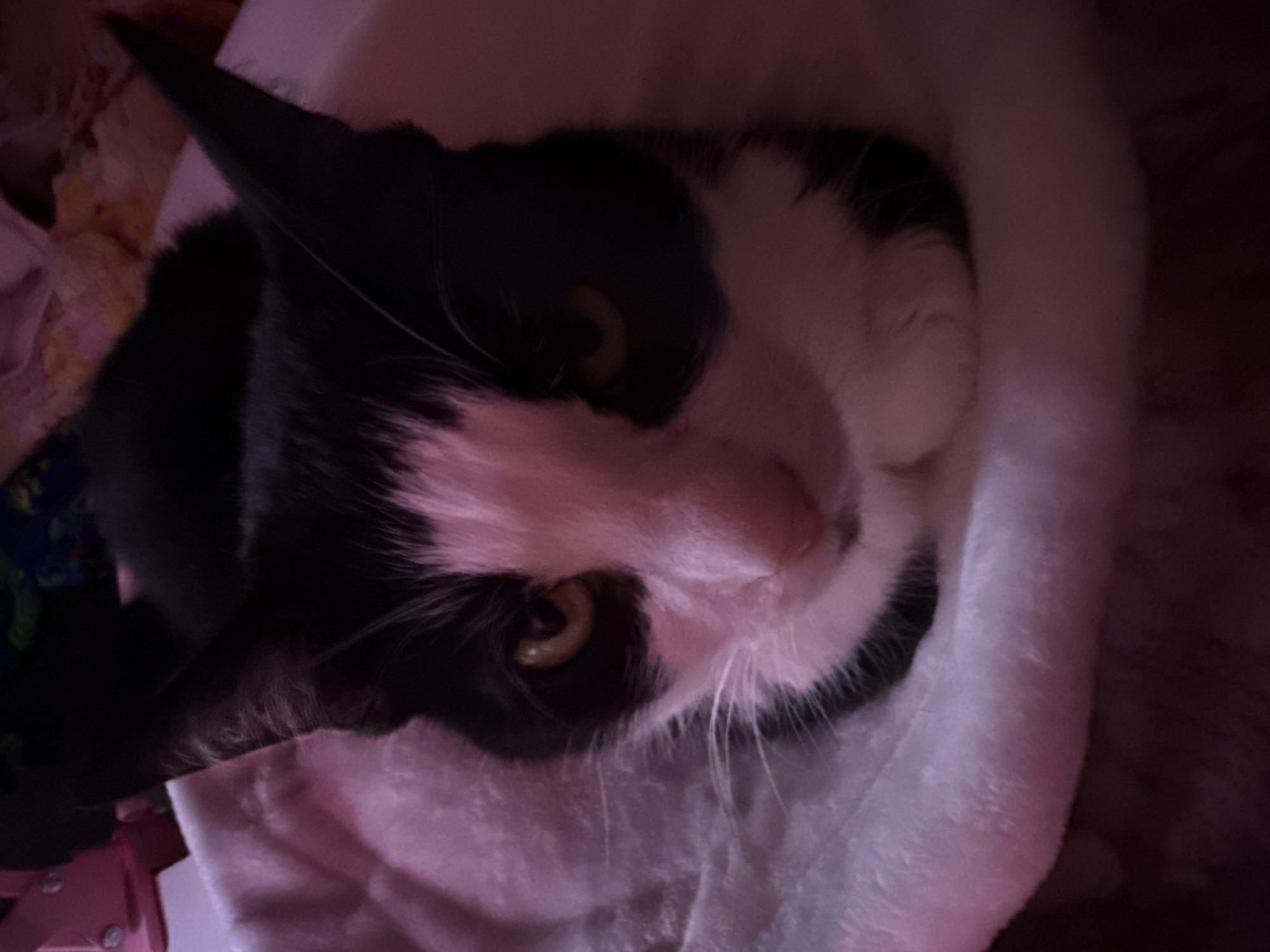 Pets winding down in a purple-lit Shushary apartment