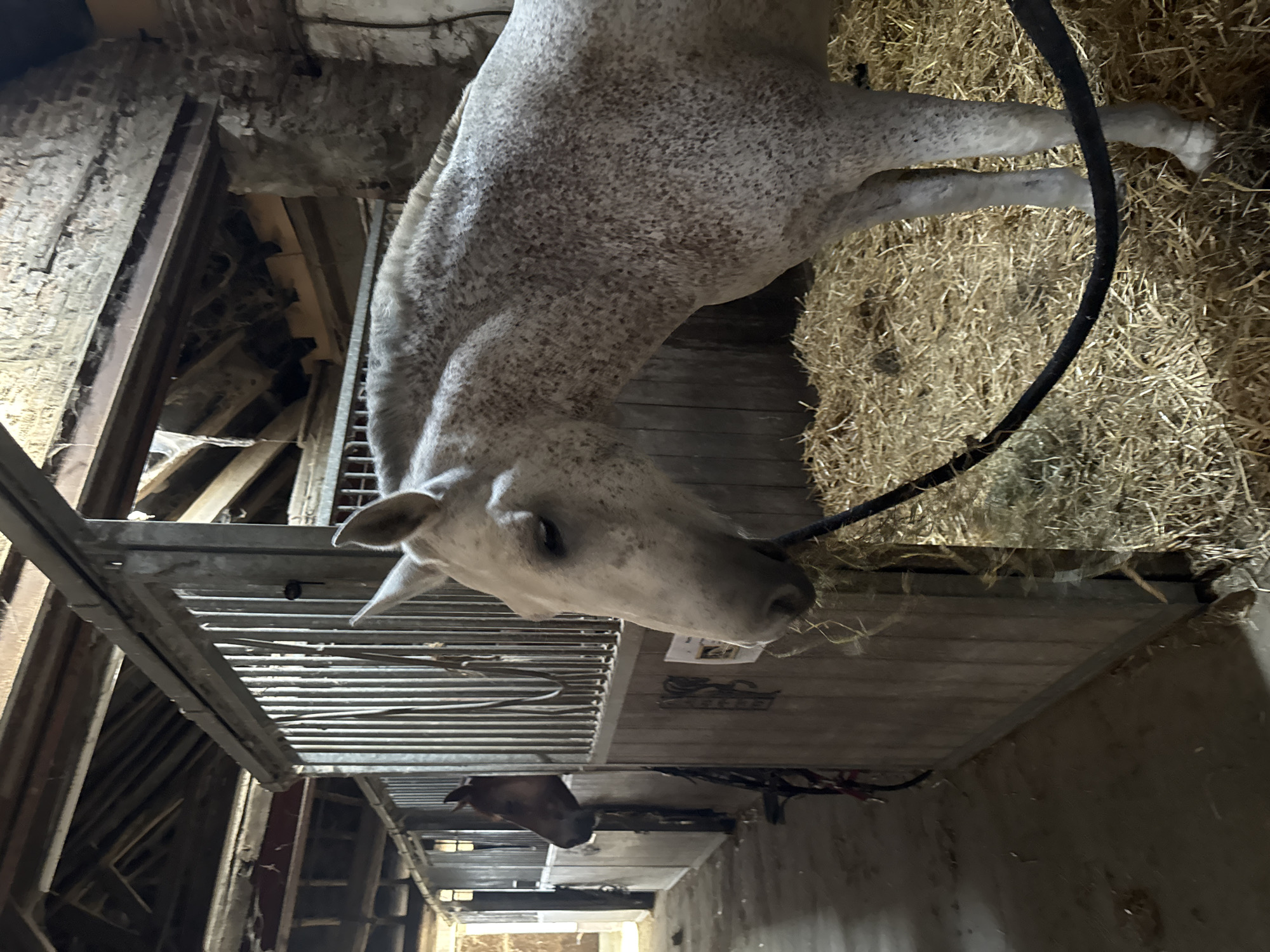 Dappled grey horse in and around a Belgian stable