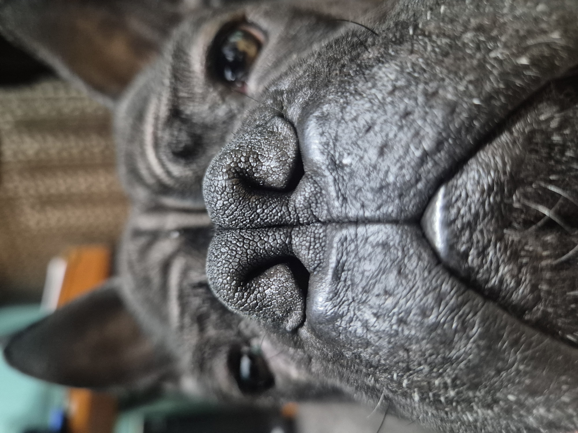 Close-up dog photos captured in Stavropol