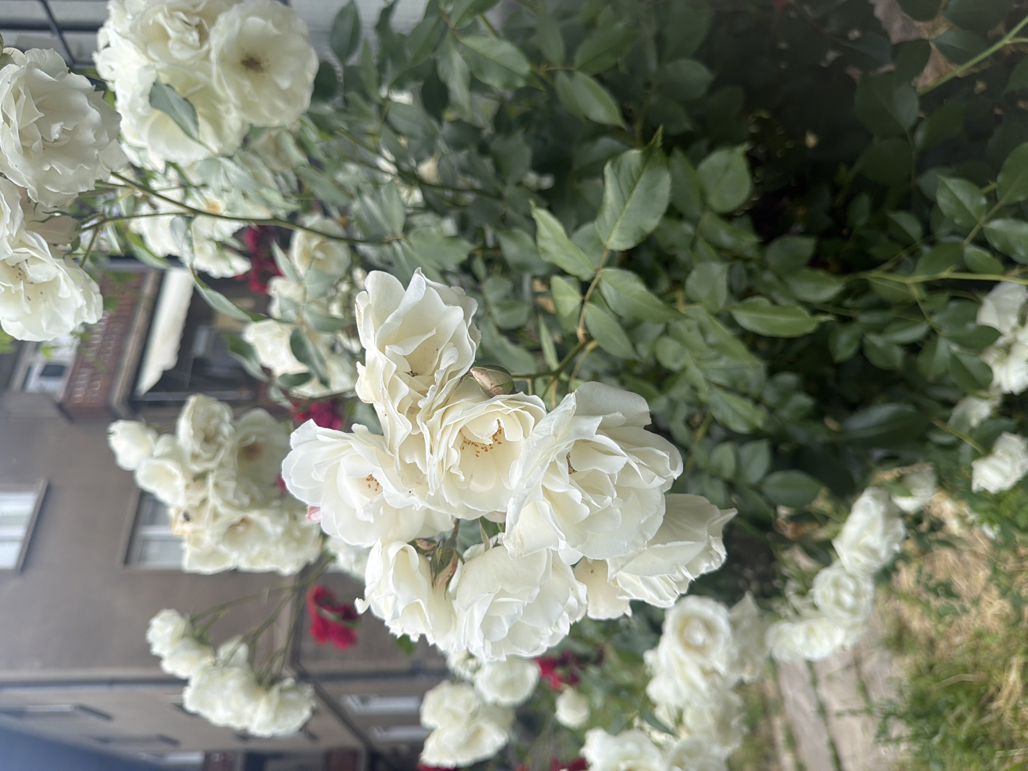 White cat watches through window near blooming roses in Sofia