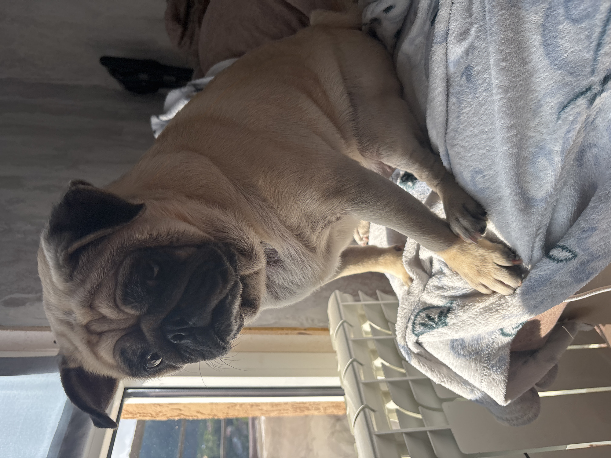 Pug and cat share a quiet afternoon in a Sochi apartment