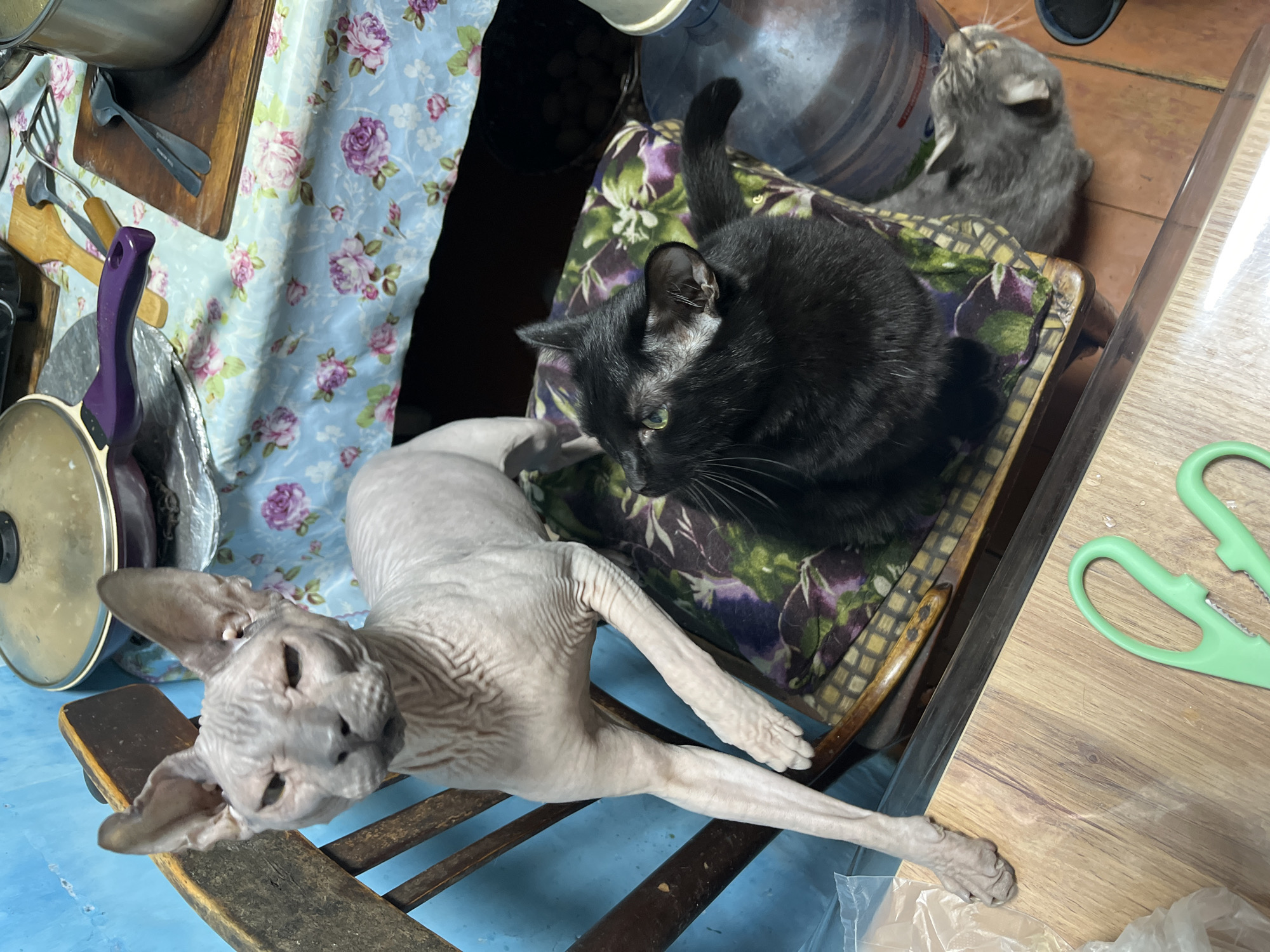 Russian pet owner documents cats and dogs at home