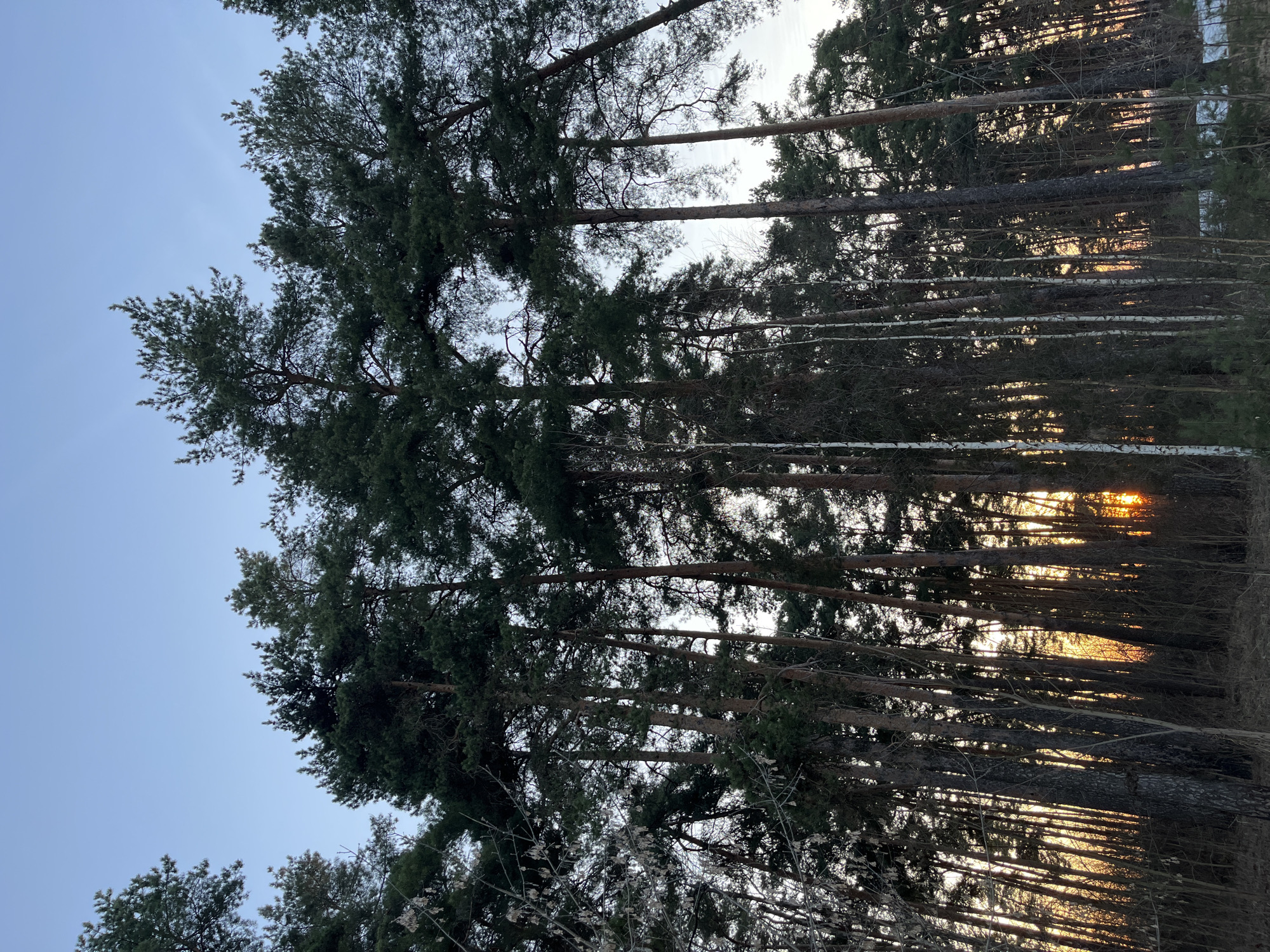 Forest sunset captured by witnesses in Razdolye, Russia