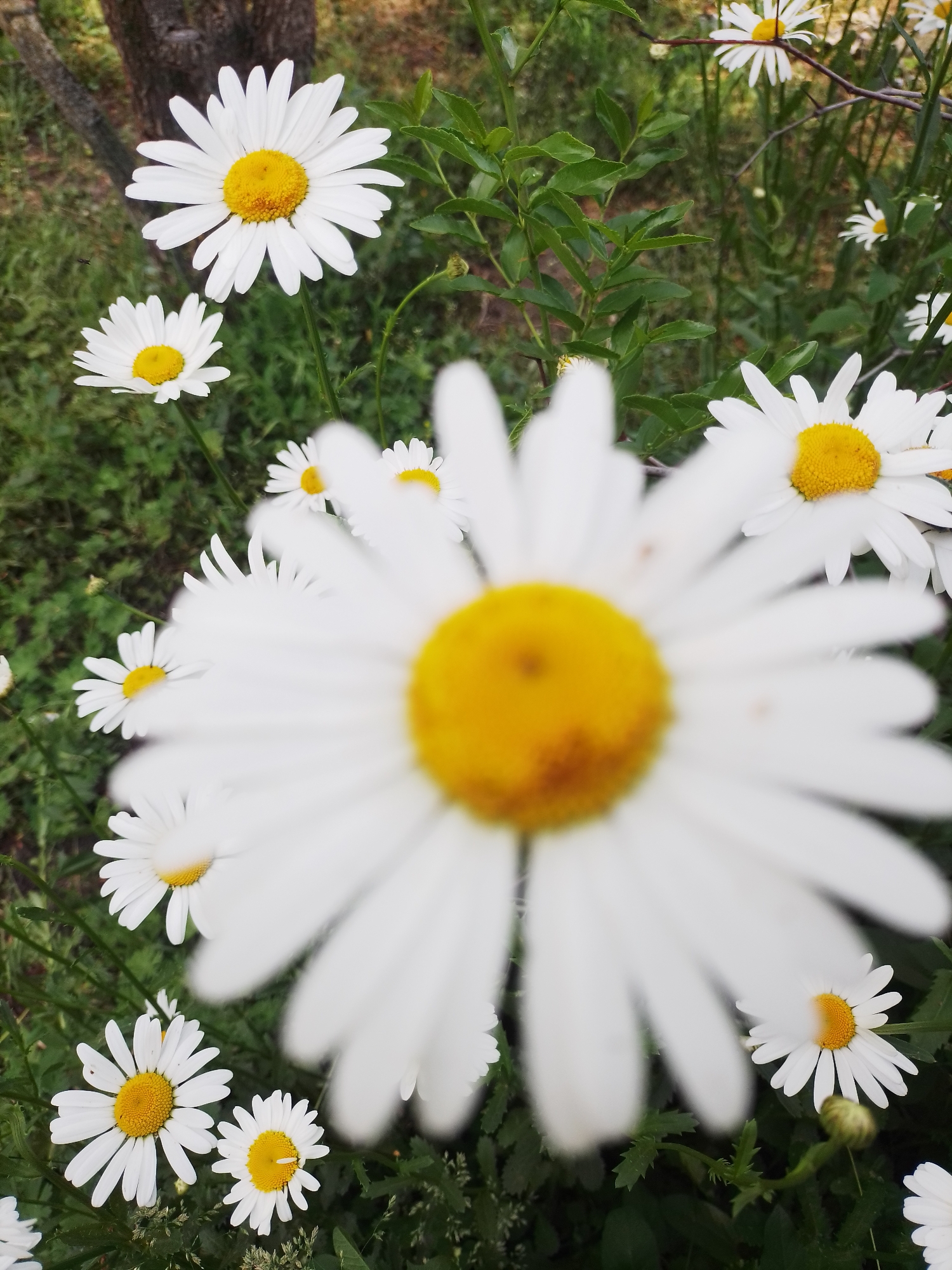 Spring life documented across Ustyvytsia: cats, chickens, flowers, strawberries