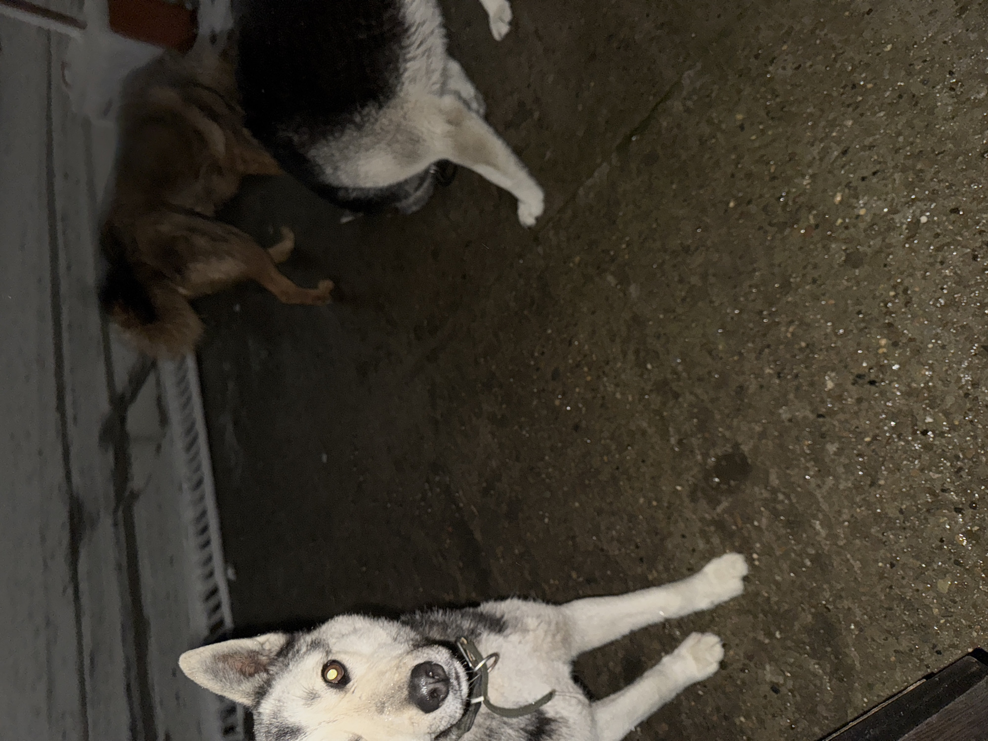 Two dogs rest on concrete surface in Chaikovsky
