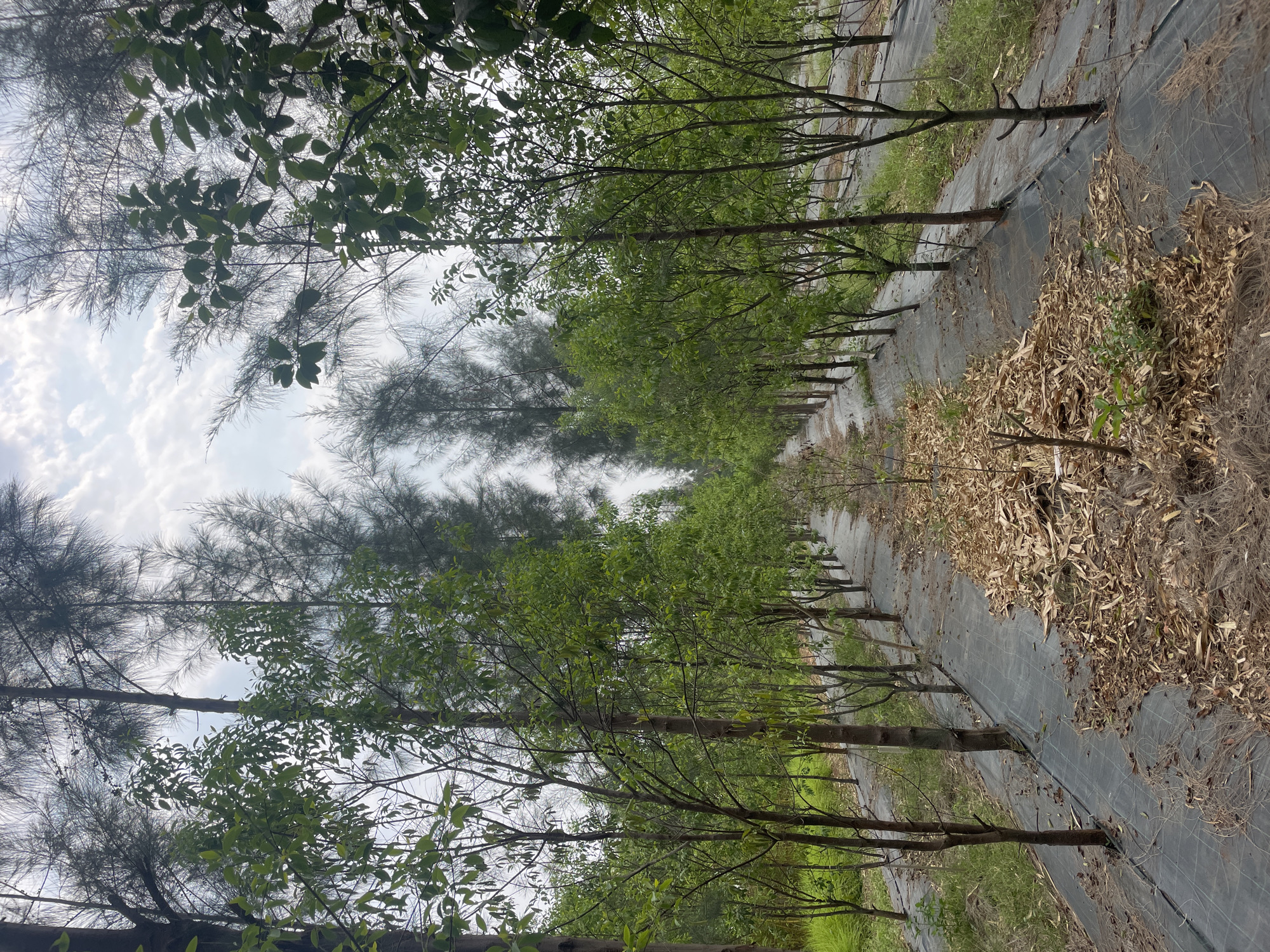 Tree plantation observed in organized rows in Dhundshi, India