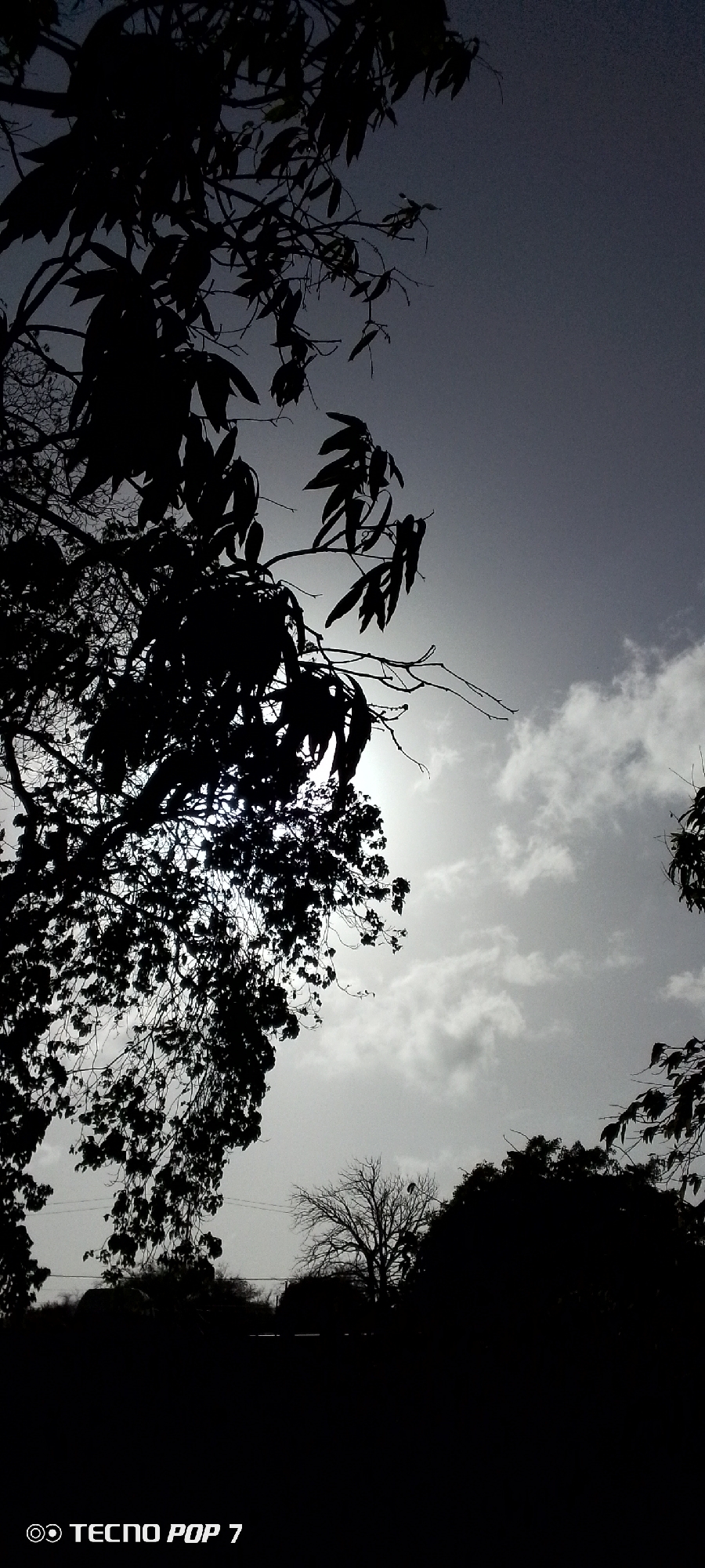 Venezuelan witness documents evening sky through tree canopy