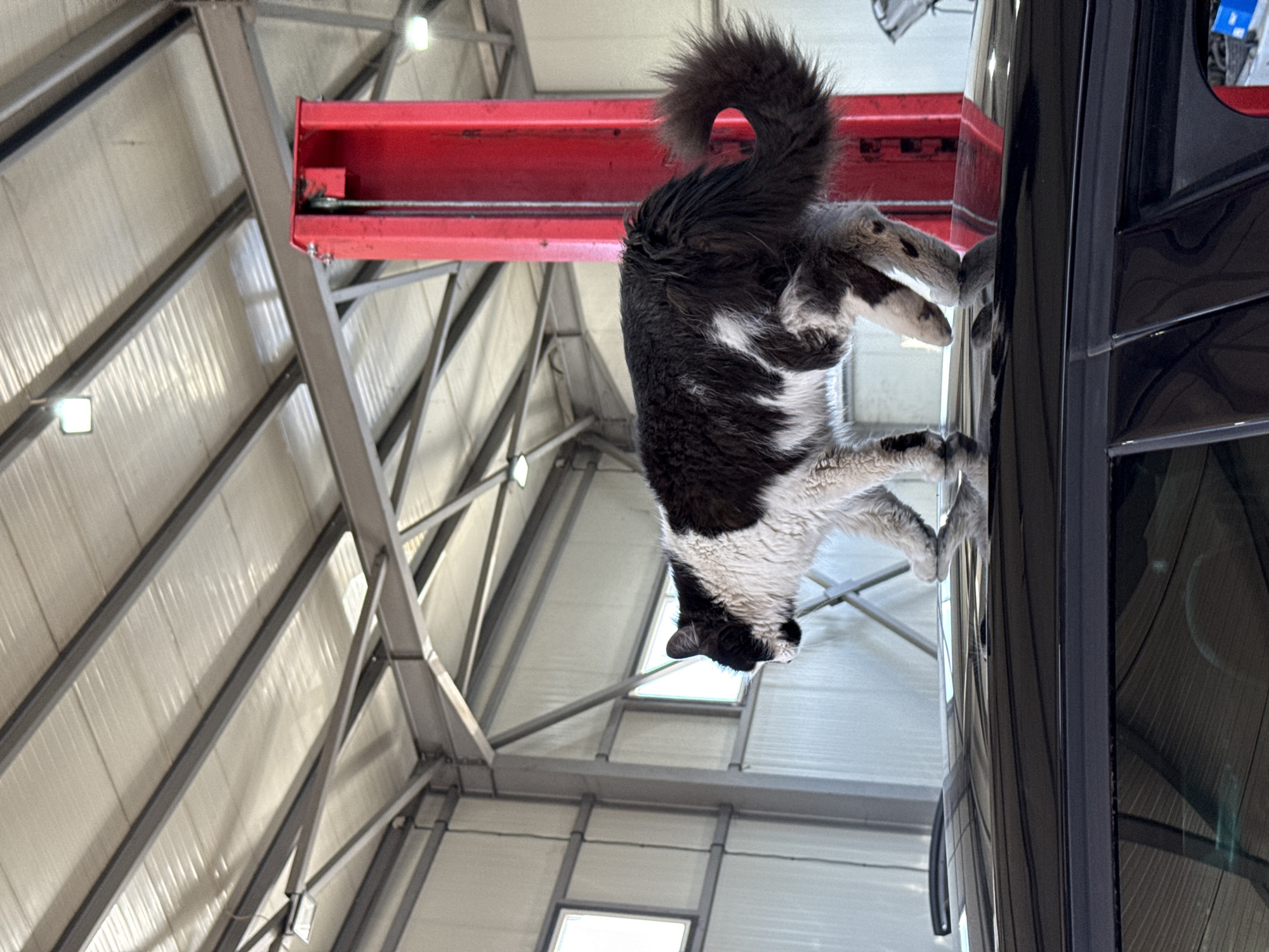 Cat climbs from car window in Sofia garage