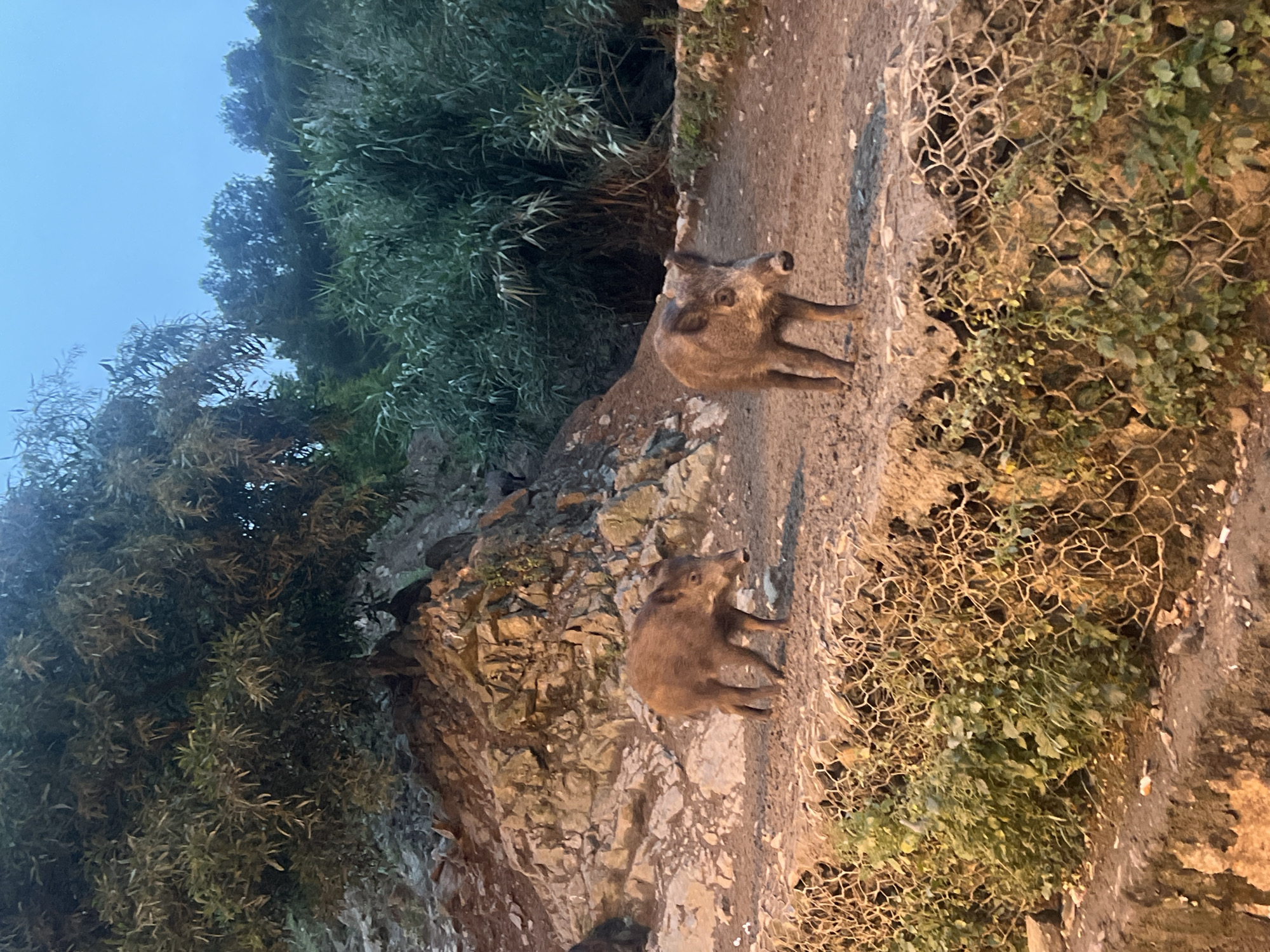 Wild boars spotted near M'Diq restaurants in Morocco