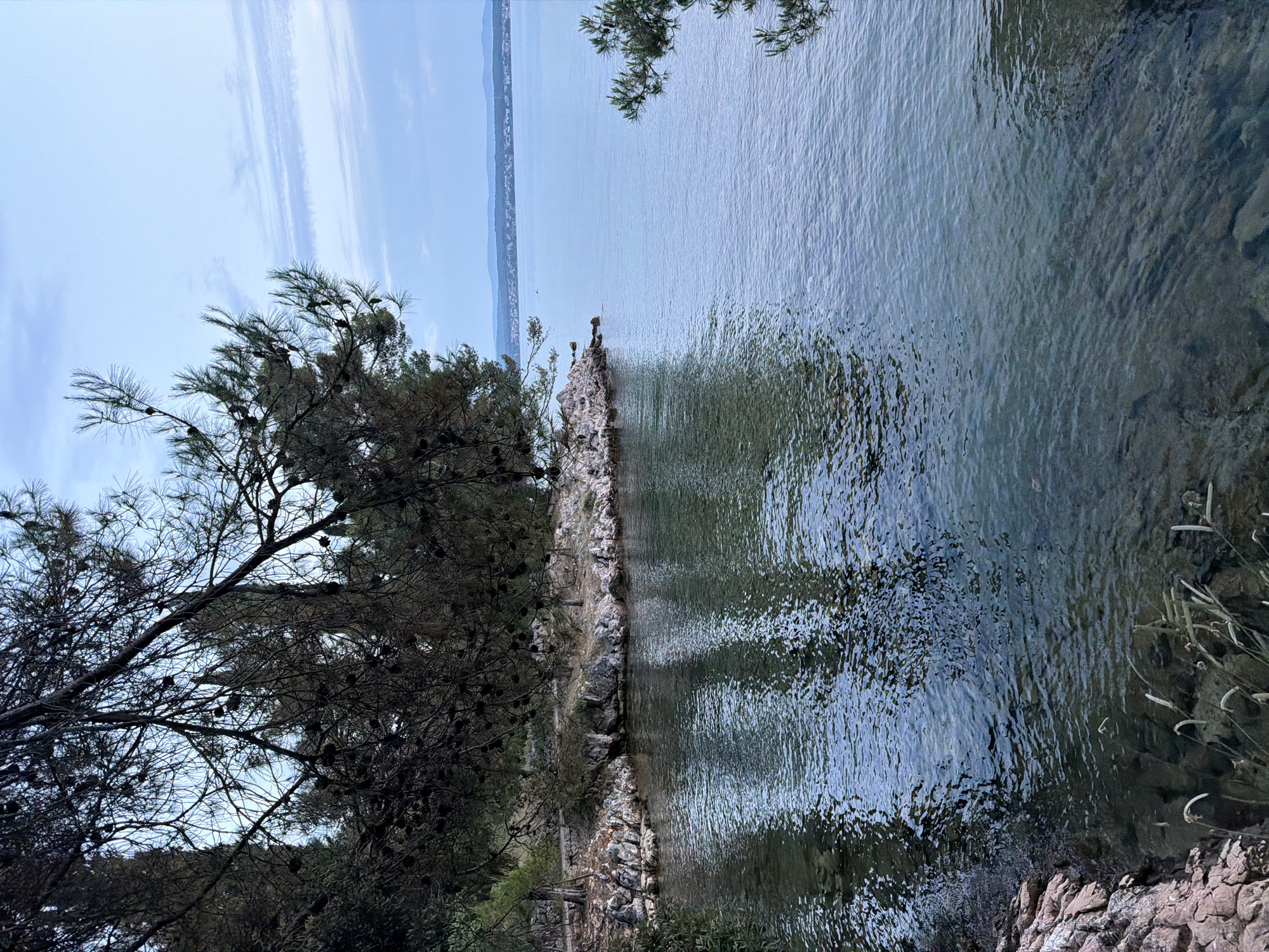 Pine-fringed rocky shore on the Croatian coast