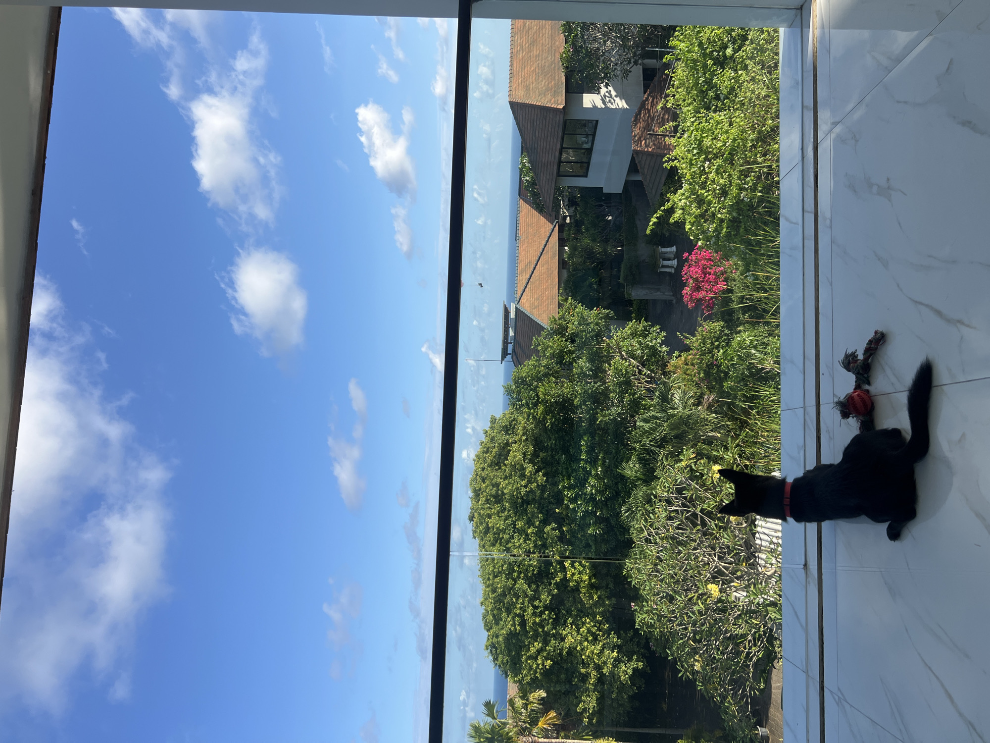 Morning paragliding and dog play observed from coastal high-rise