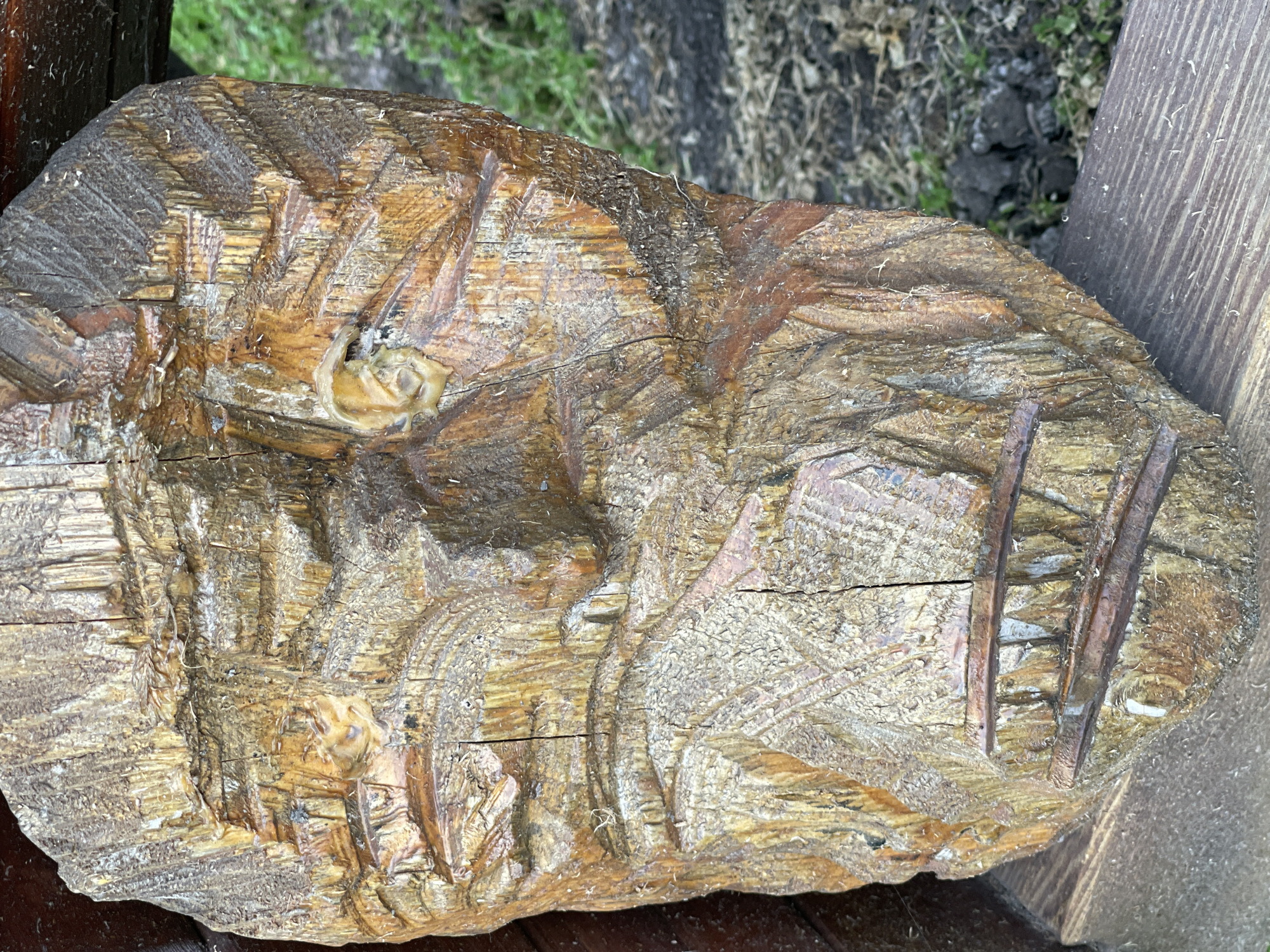 Everyday details from a Jelgava afternoon: gardens, animals, carvings