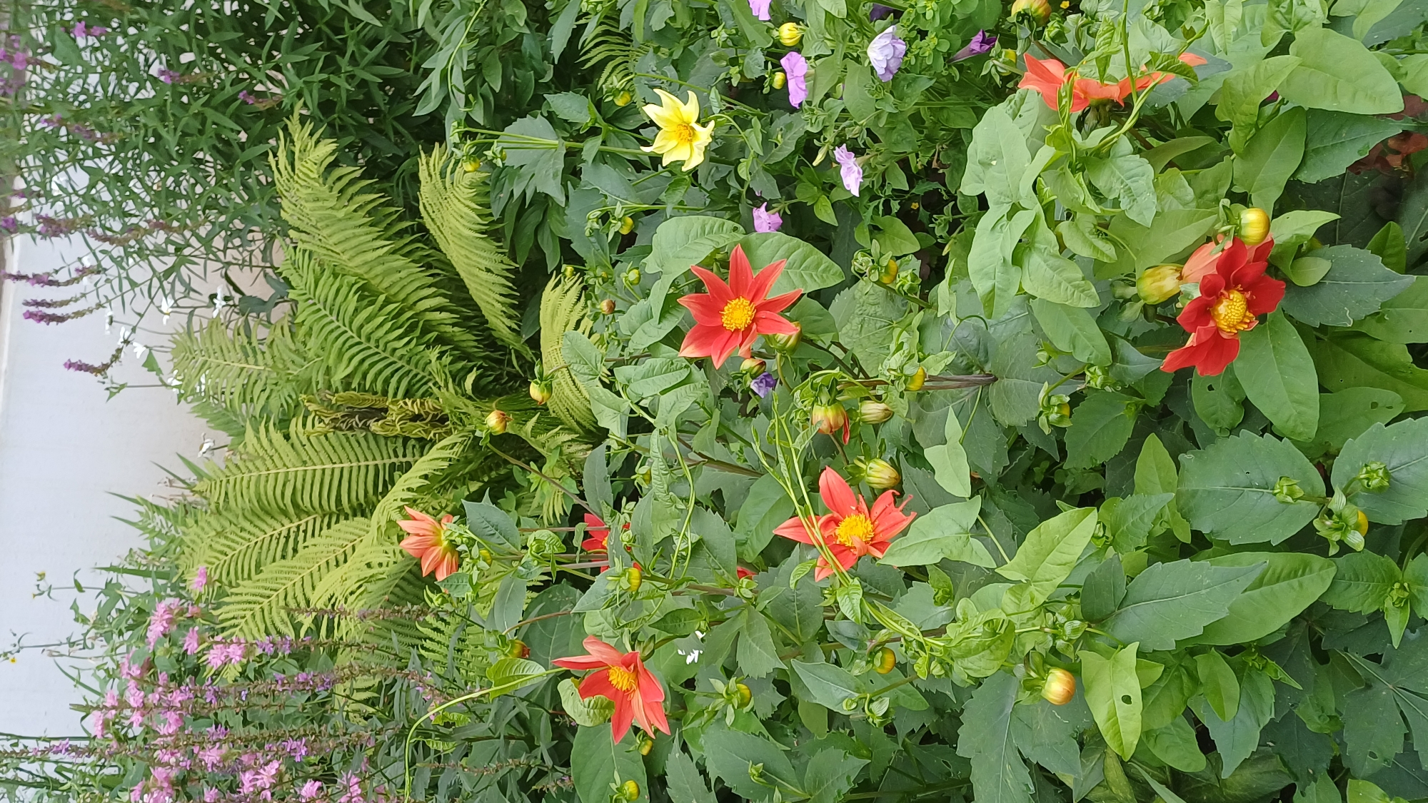Summer garden in full bloom across Izhevsk streets