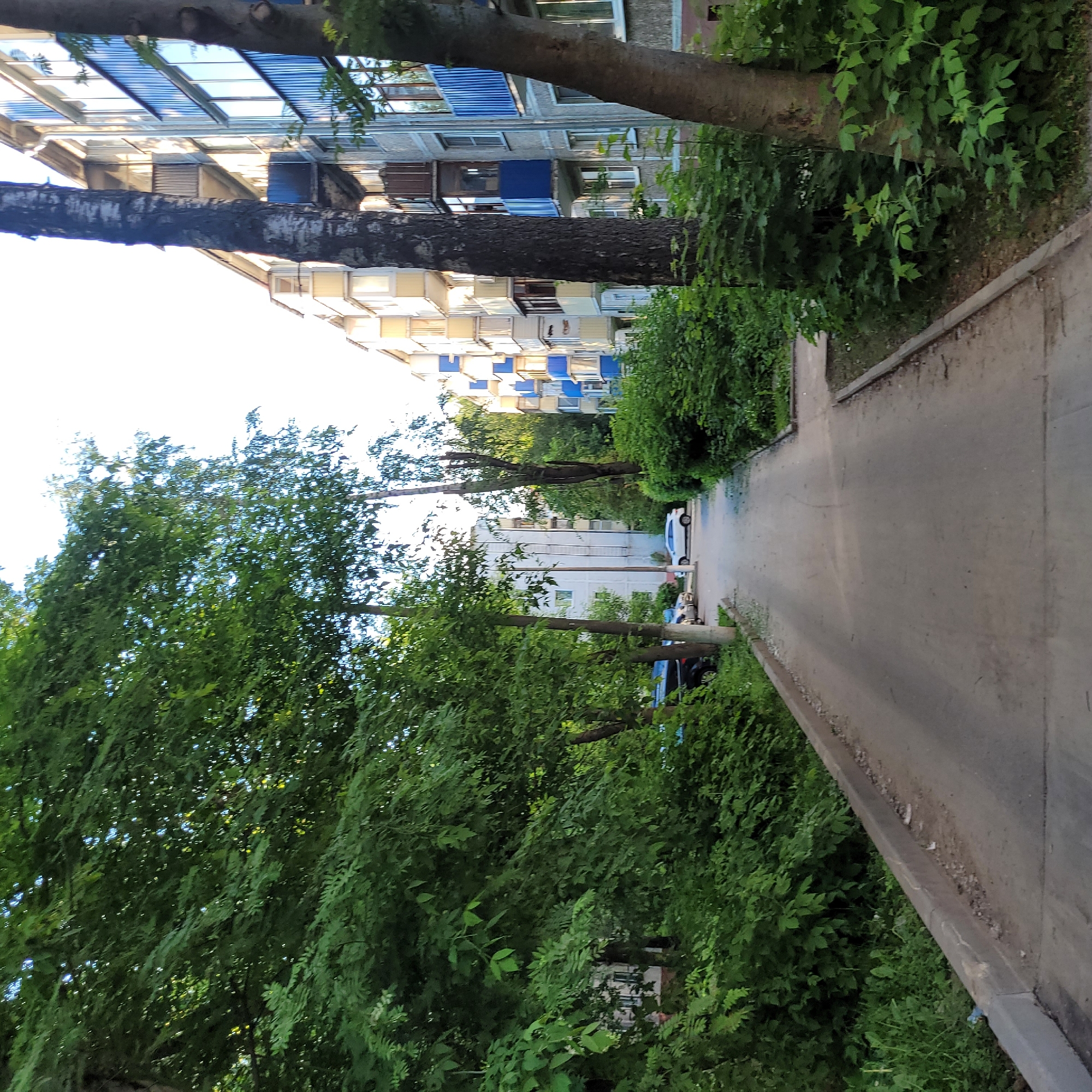 Afternoon collection of personal moments: cats, jewelry, leaves, neighborhood walks