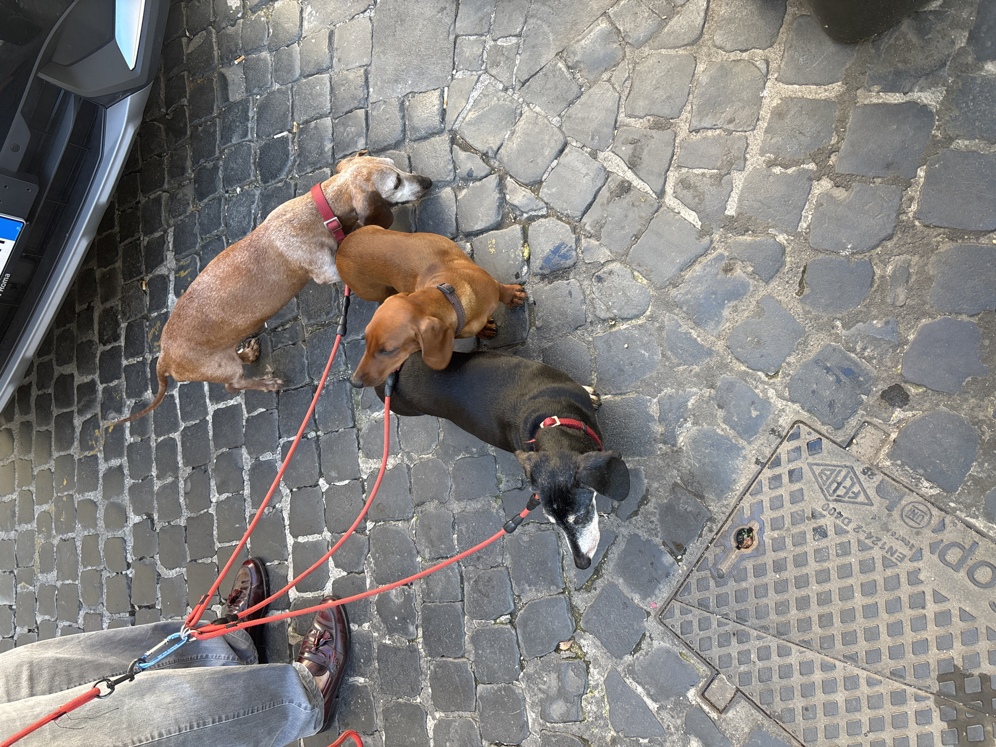 Morning dog walk captured in Rome's historic streets
