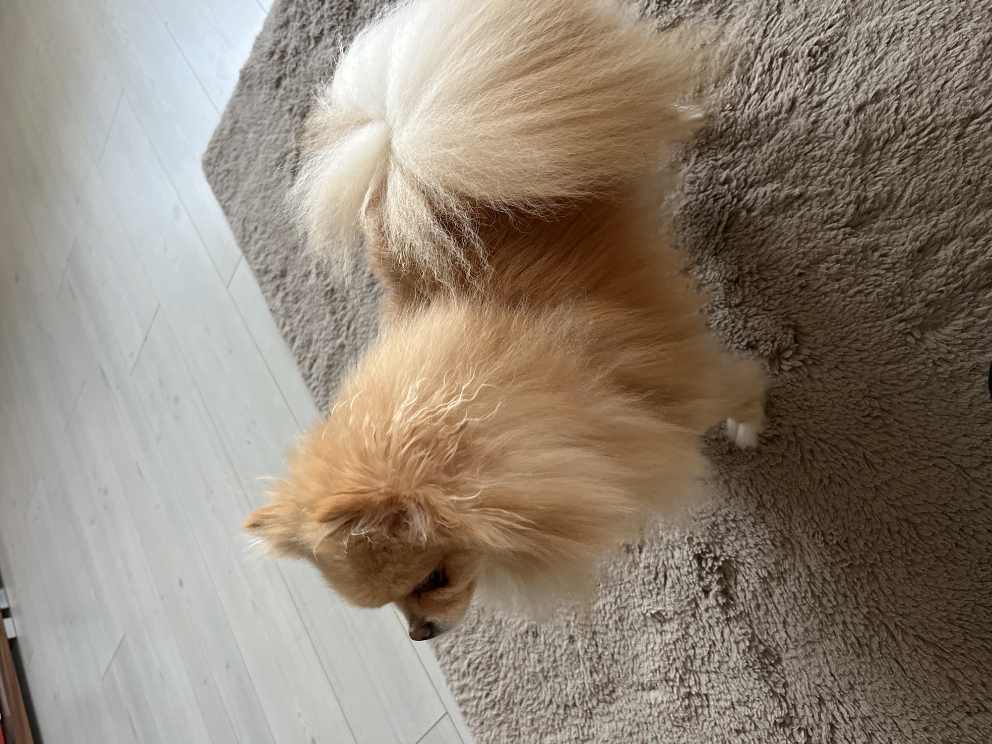 Lazy afternoon in Kraków with a Pomeranian and backyard vibes