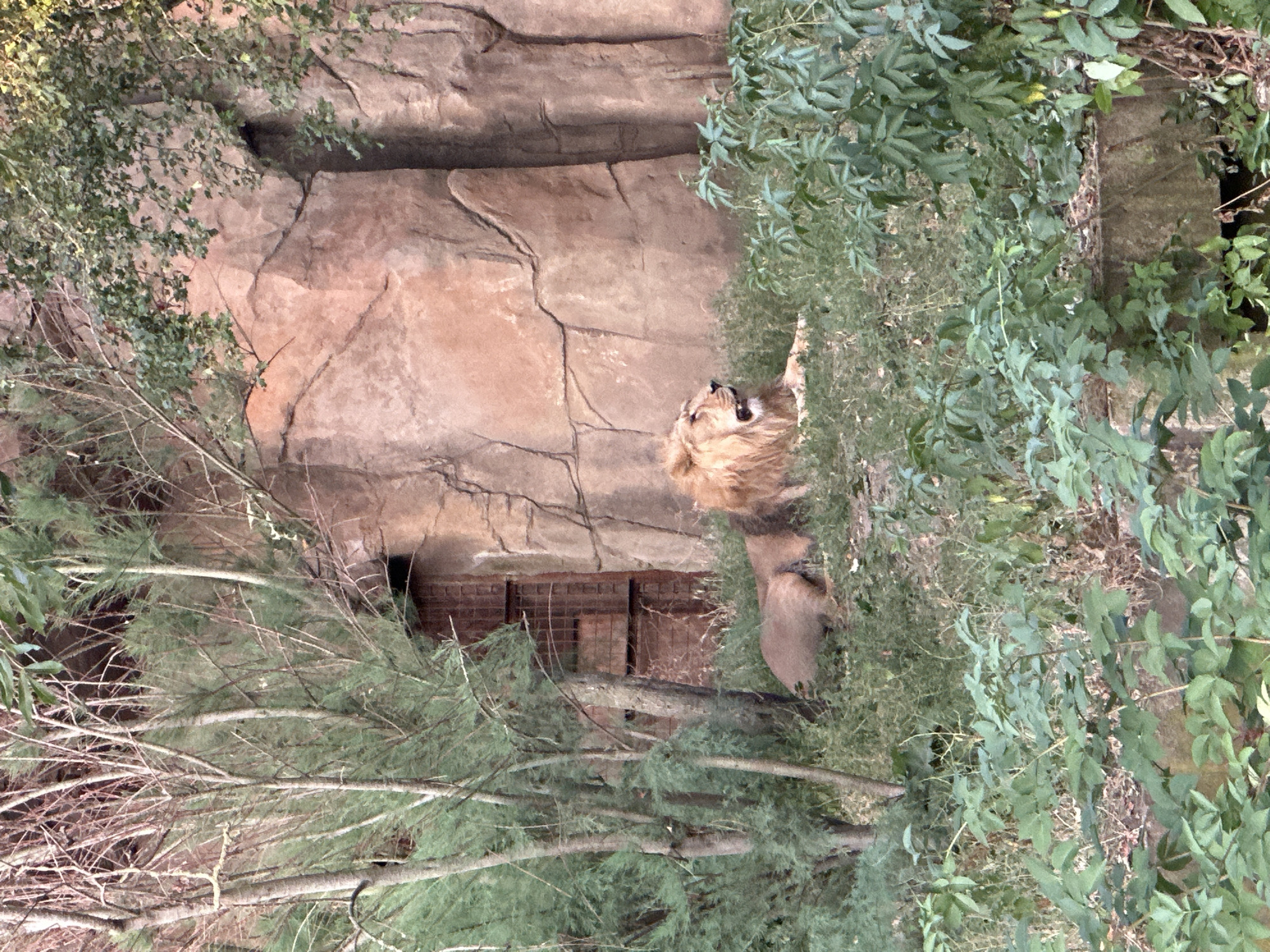 Lions at rest inside London Zoo's enclosure