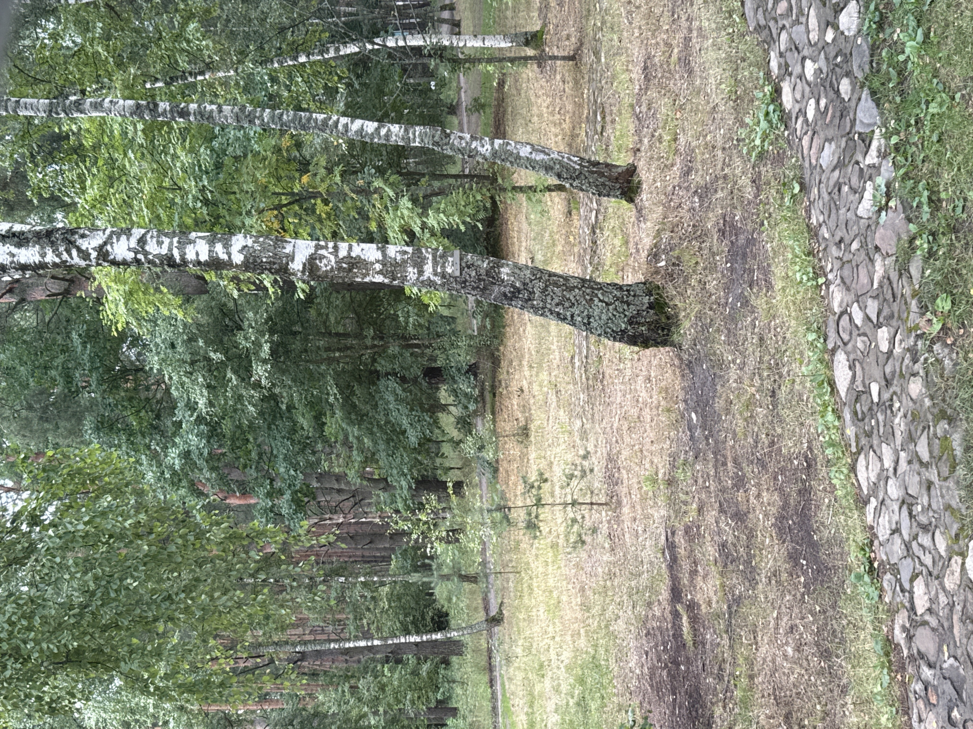 Afternoon in a Leninskii park: paths, tea, and small details