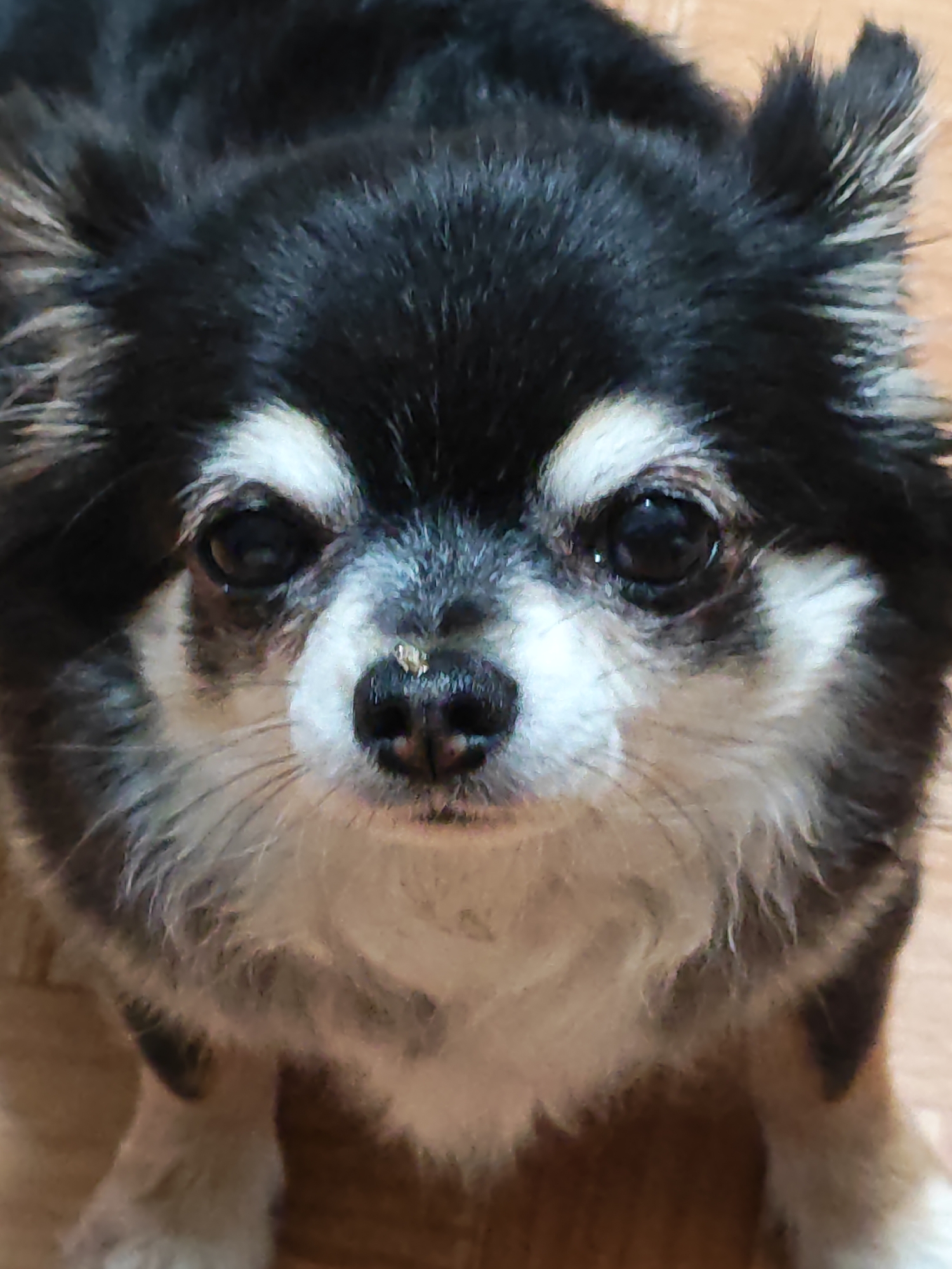 Two Chihuahuas face the camera in Tolyatti