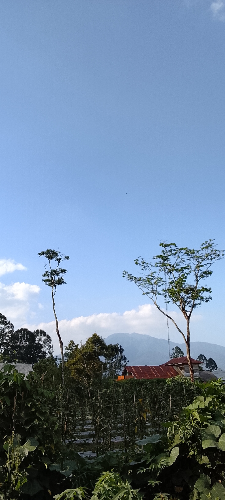 Morning farm rounds in Padang Dalom, crops and blooms up close