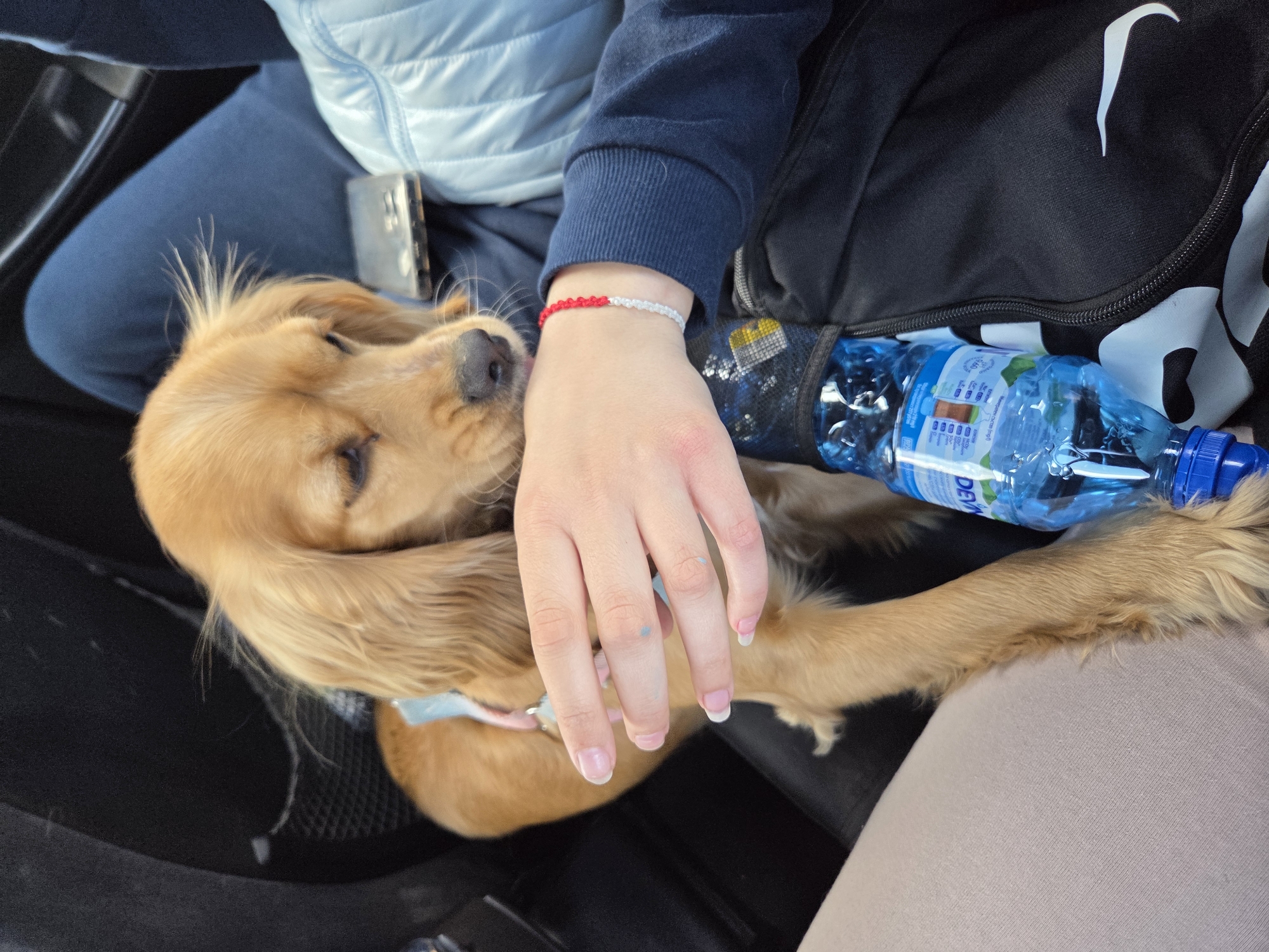 Cocker spaniel rests on lap during vehicle travel in Bulgaria