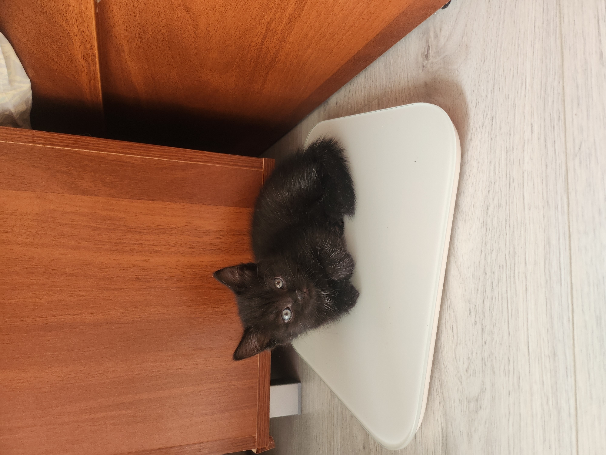 Black kitten observed in multiple indoor locations over hour