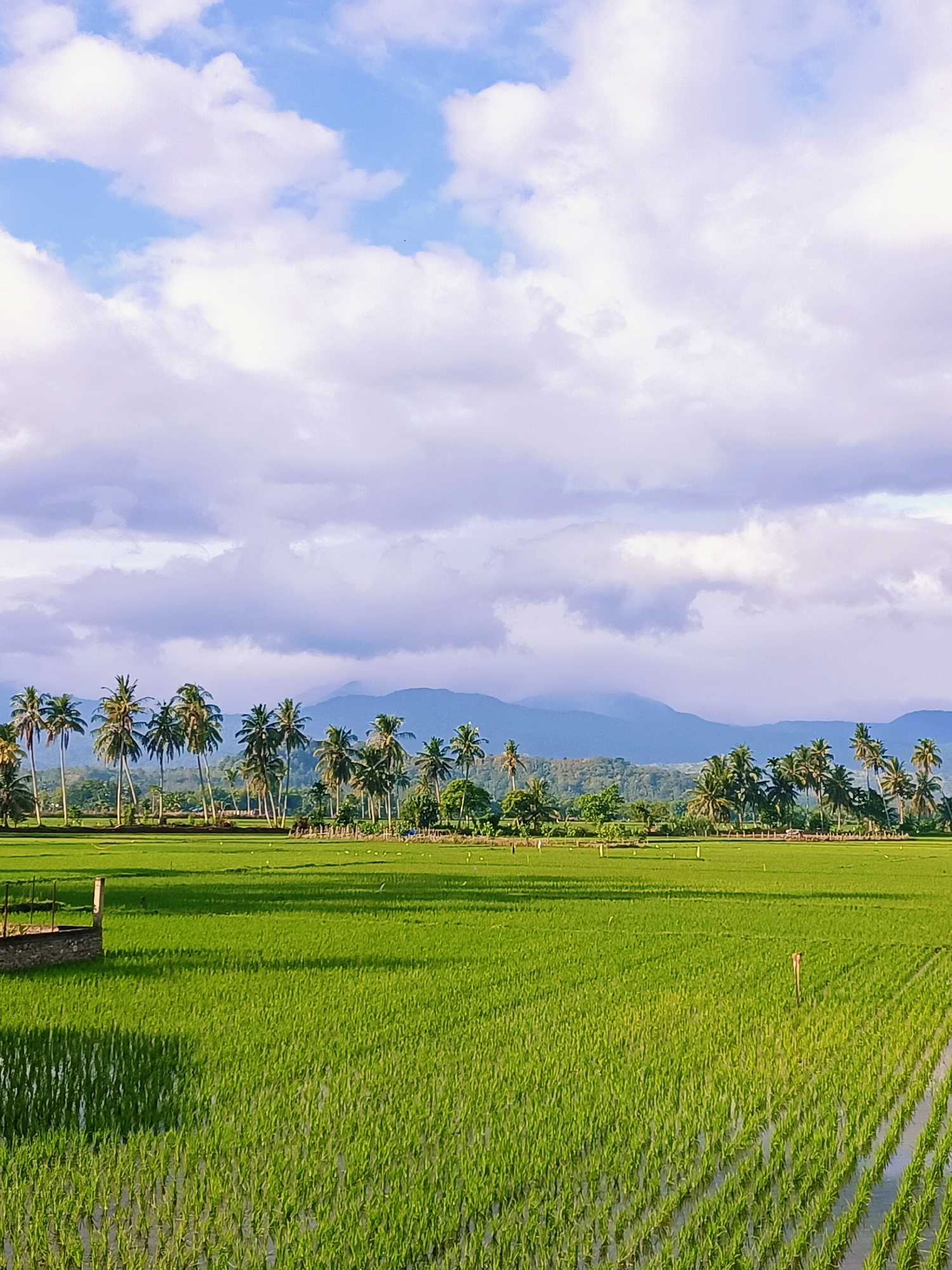 Lush rice paddies stretch across rural Aceh under cloudy skies
