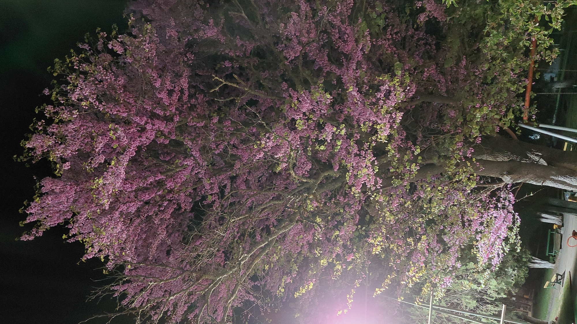 Flowering tree with purple-pink blossoms illuminated at night