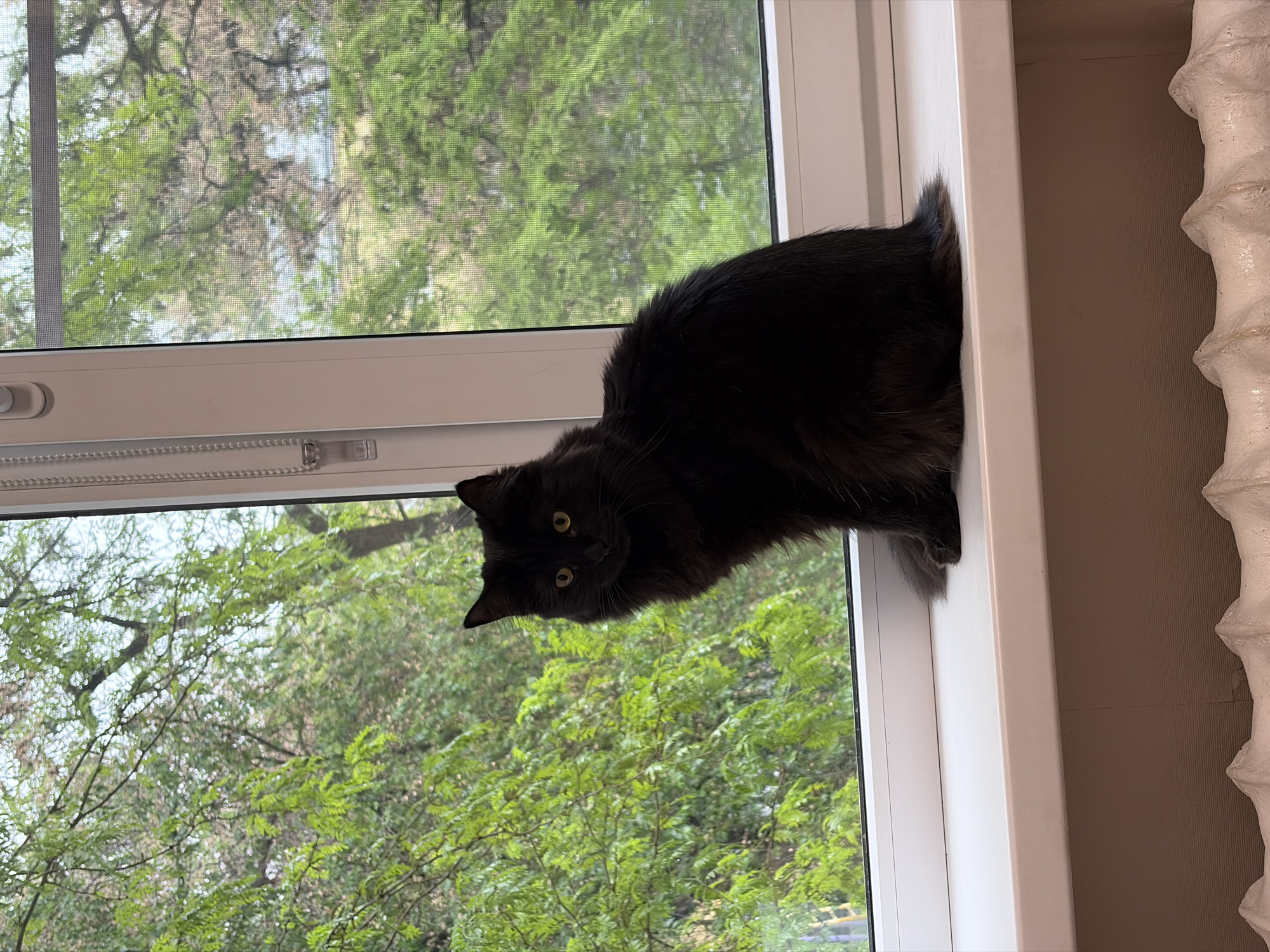 Domestic cats captured in morning routines across Rostov-on-Don homes