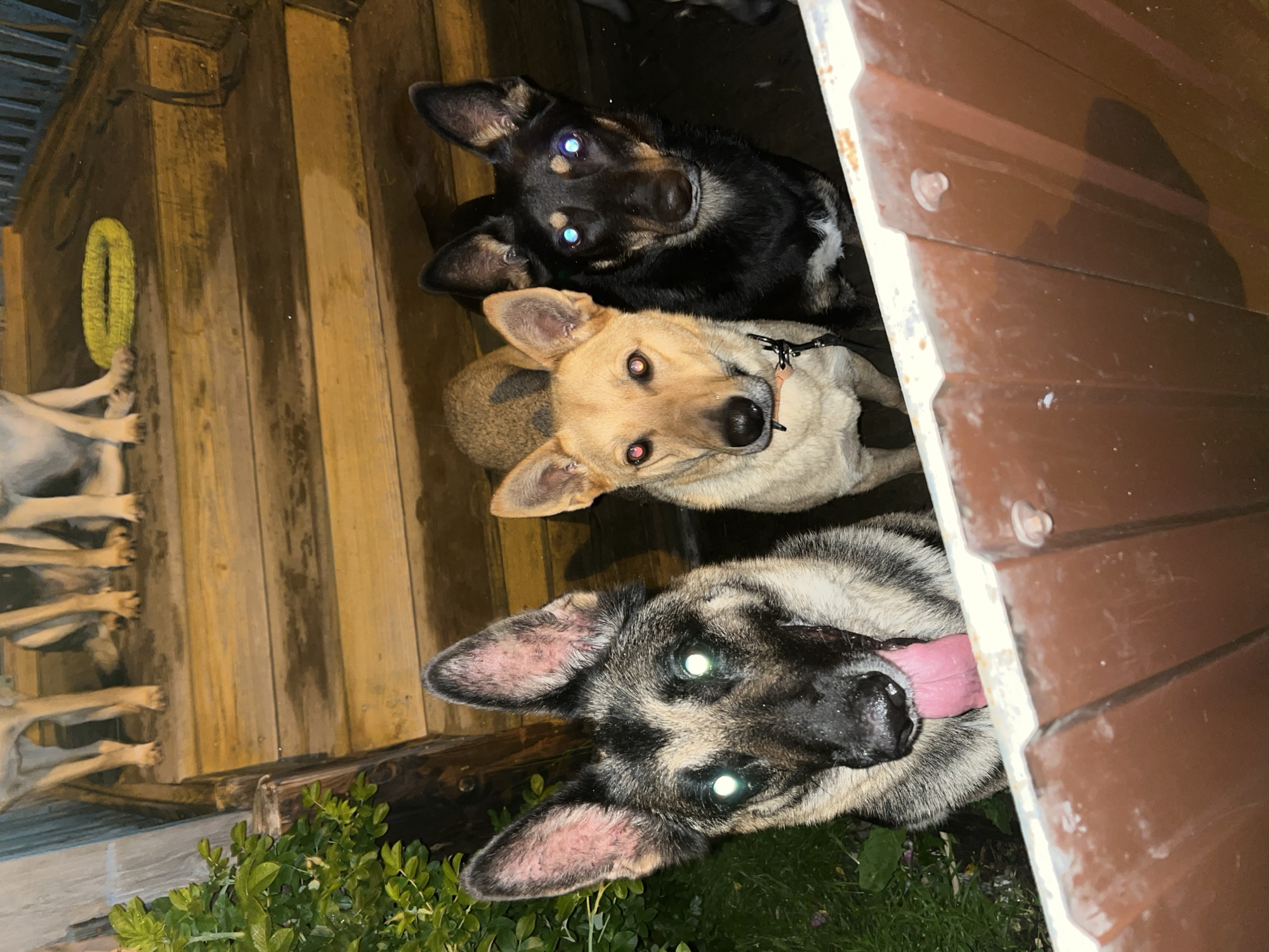 Evening with a pack of German Shepherds at a Nizhny Tagil home