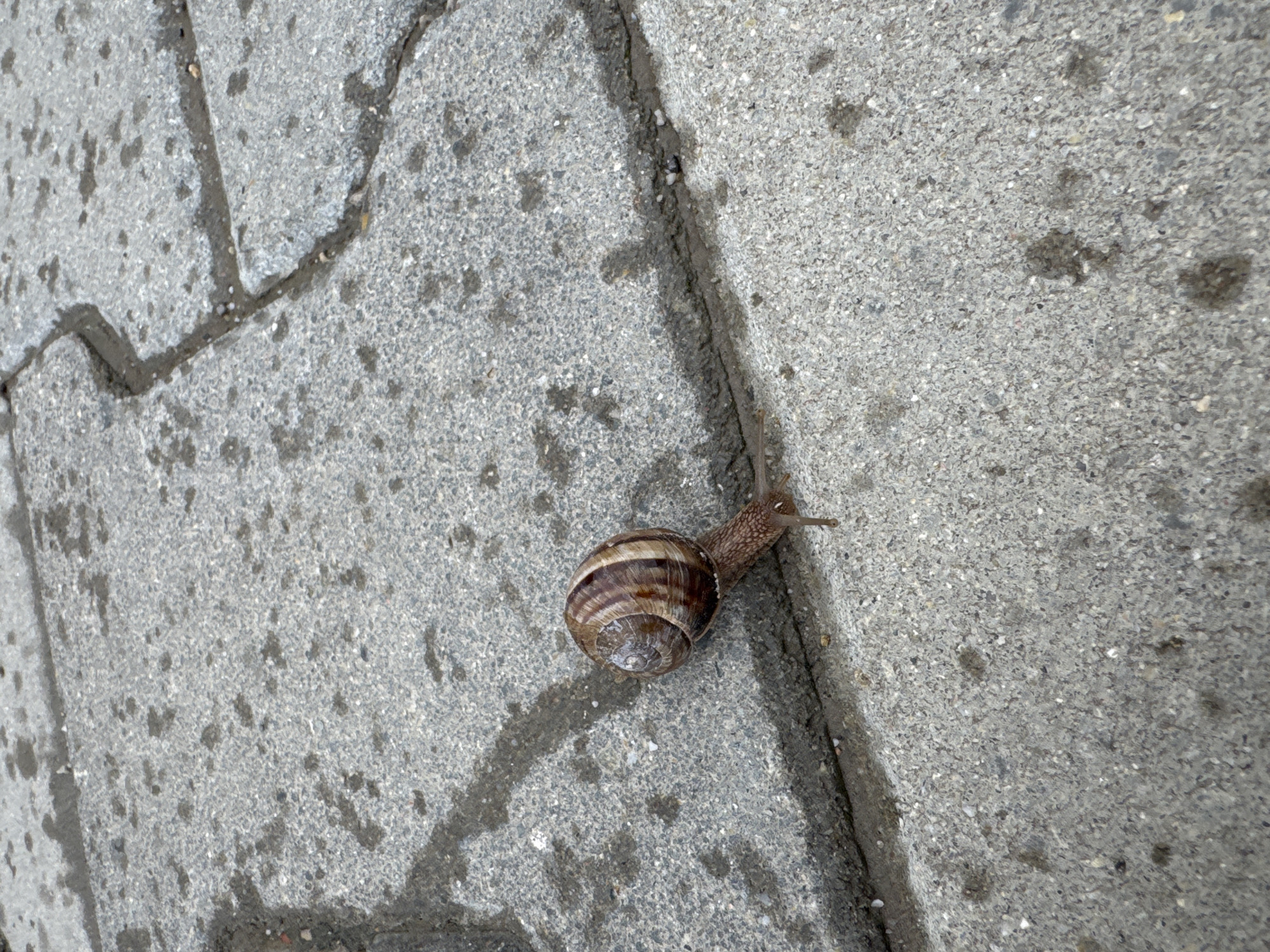 Snail spotted crawling on cracked sidewalk in Sofia