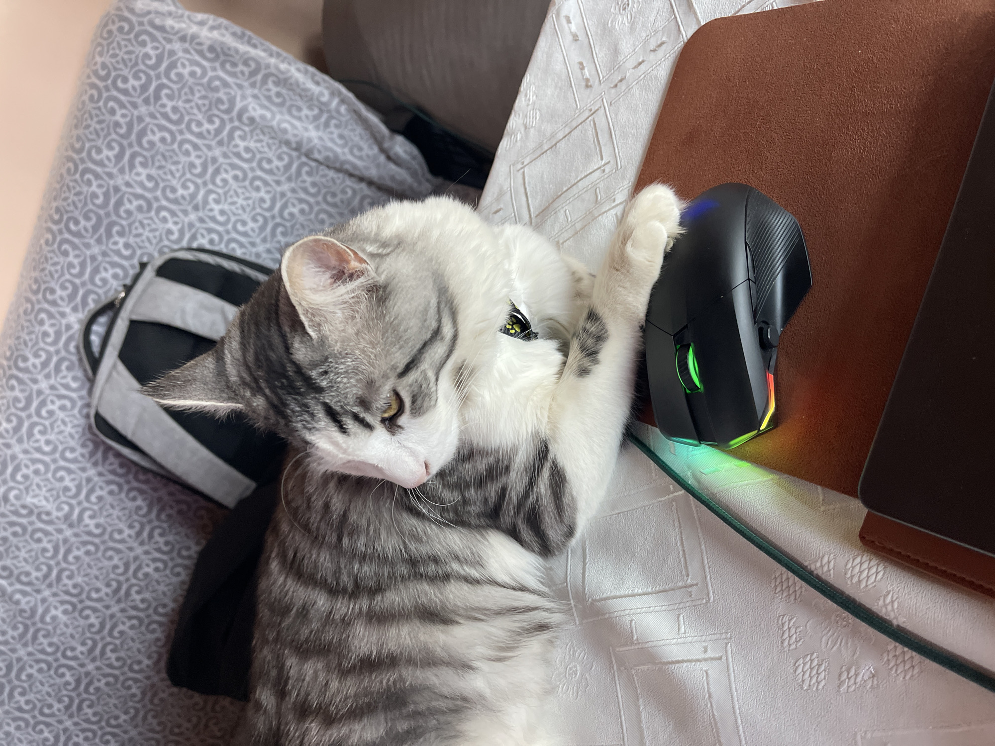 Pet owner captures quiet afternoon with cat and dog