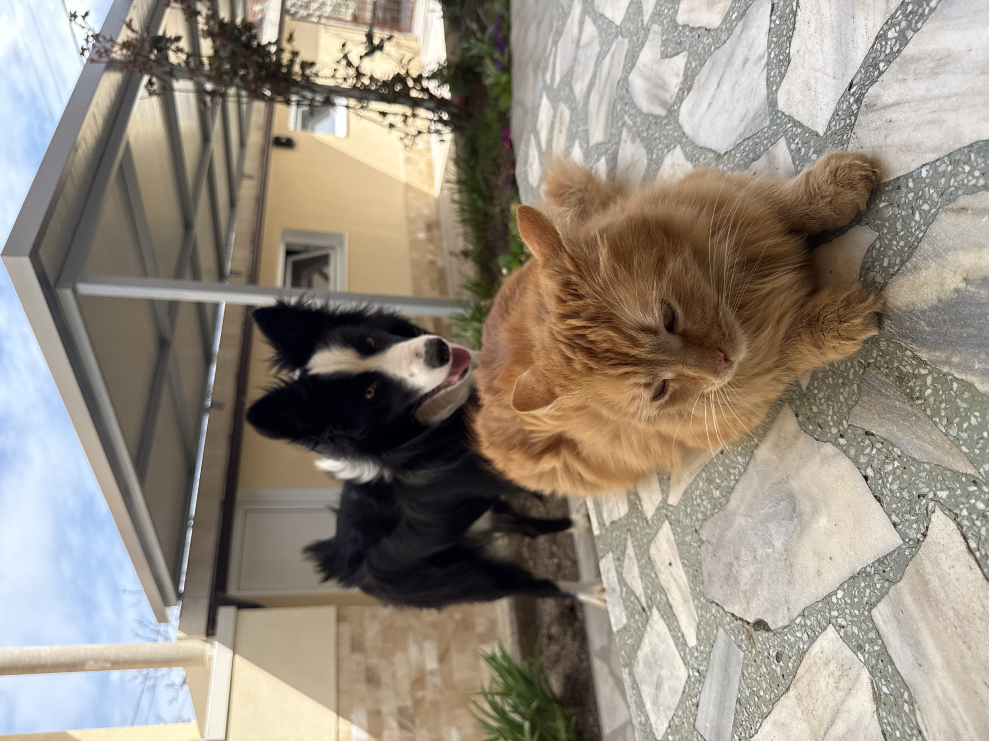 Border Collie and orange cat captured in Berkovitsa home