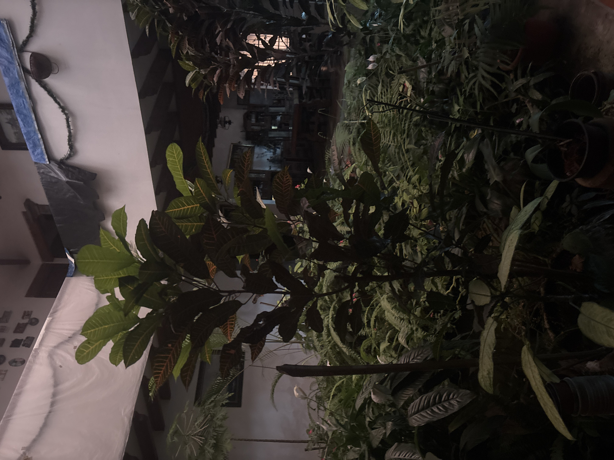 Tropical property in Cuernavaca documented through evening photography session