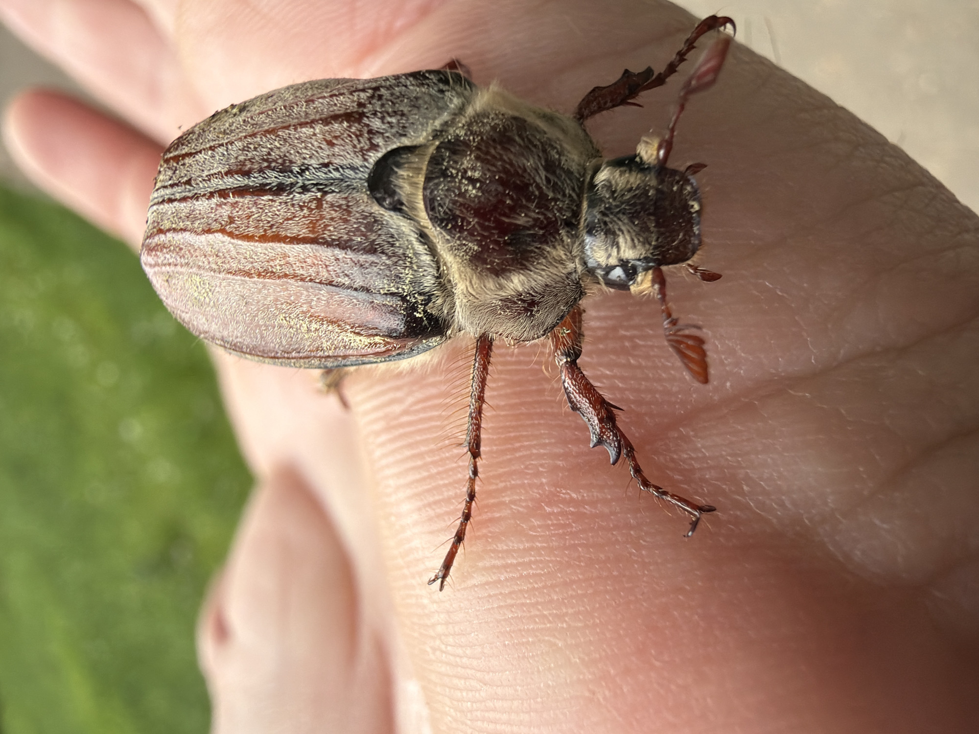 Dead beetles observed on Moscow streets during spring morning