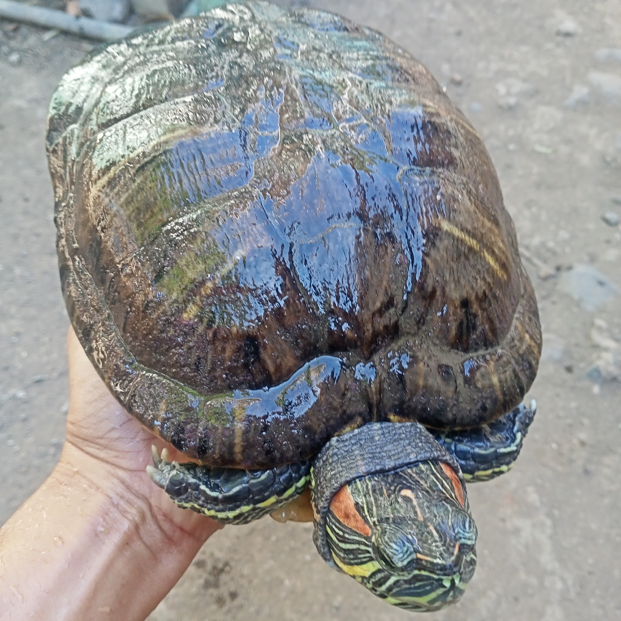 Wild turtle and foraged mushrooms from a Ketowan outing