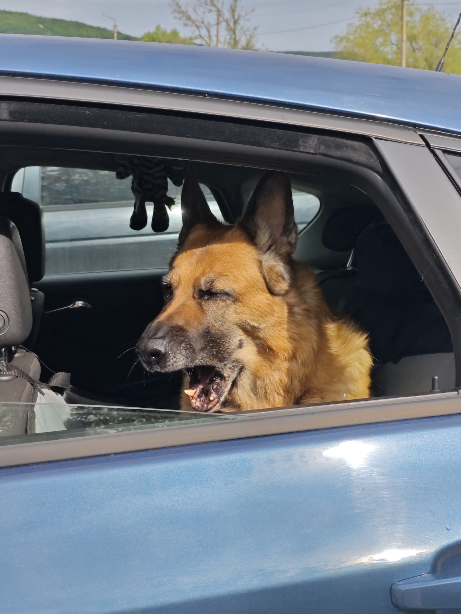 German Shepherd enjoys car ride in Russian village