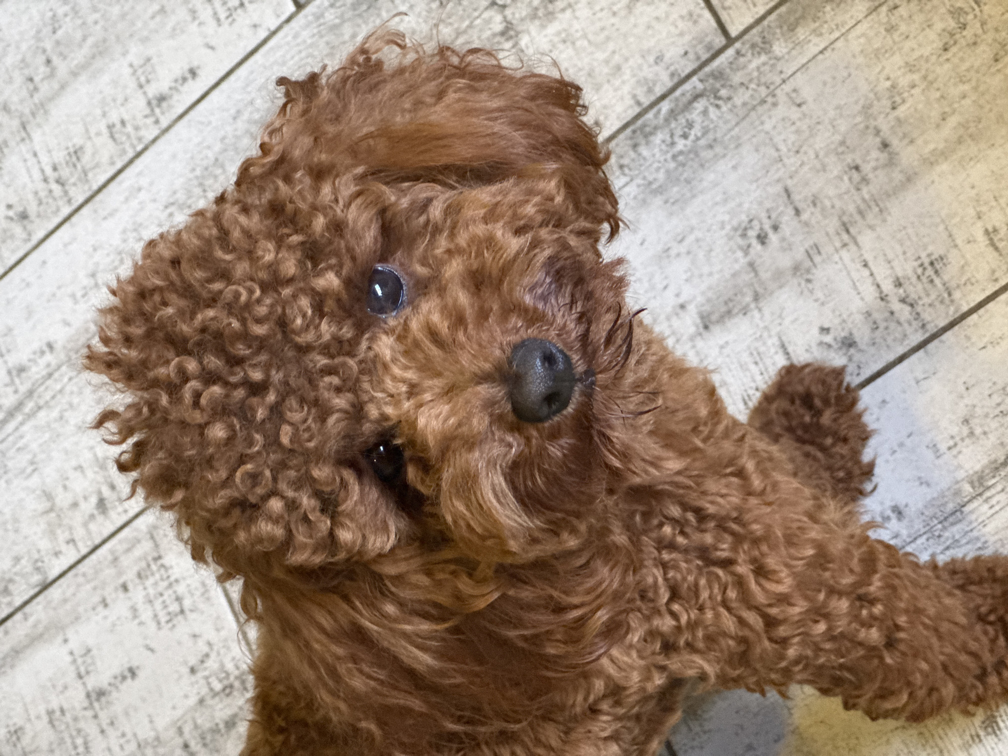 Red poodle looks up in a close overhead portrait shot