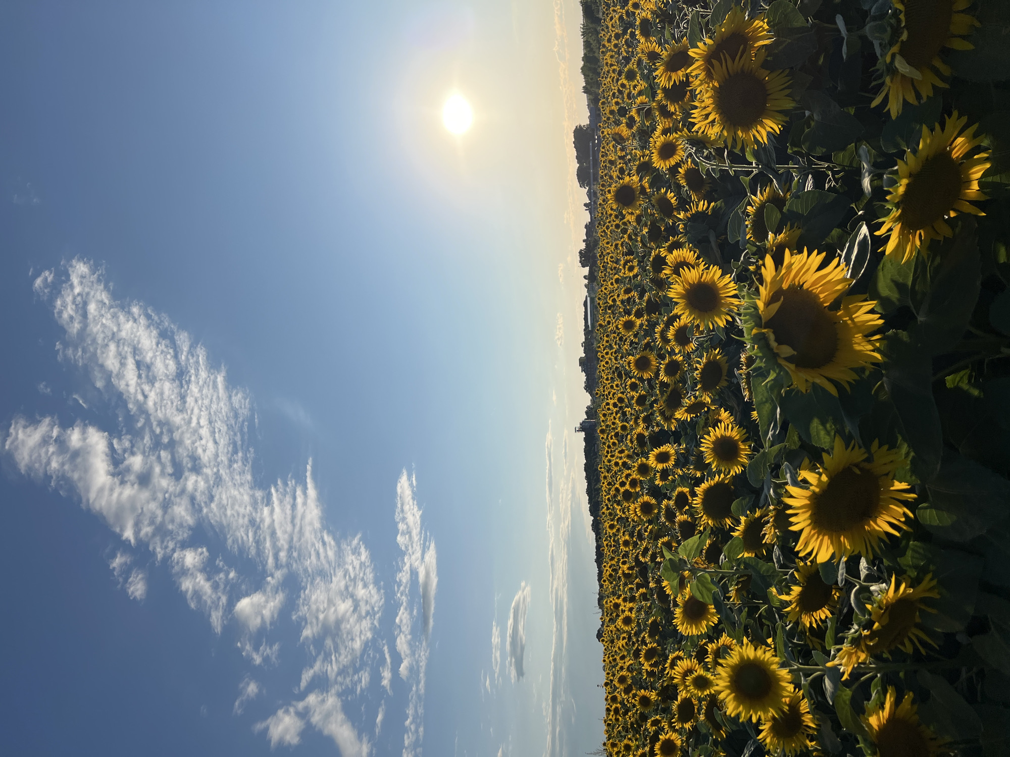 Sunflowers in full bloom across Ukrainian farmland