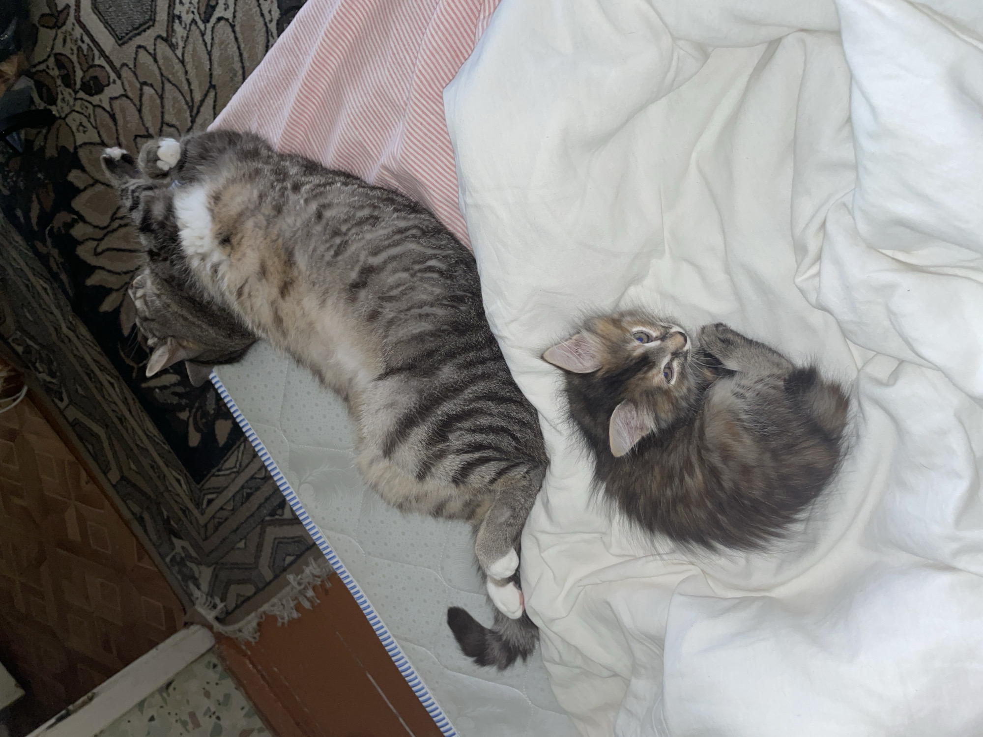 Tabby cat and kitten lounging on a bed at home